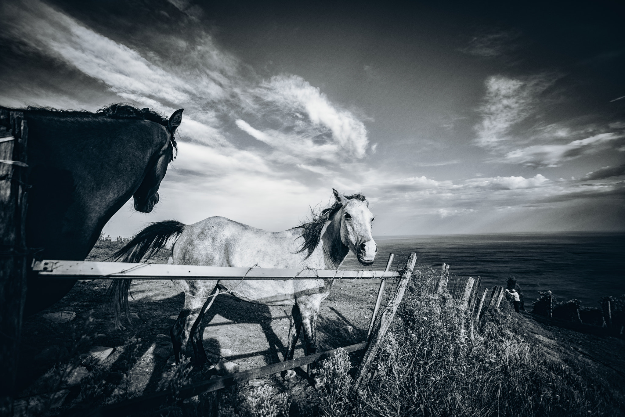 Sigma 14mm F2.8 EX Aspherical HSM sample photo. Seahorses i photography