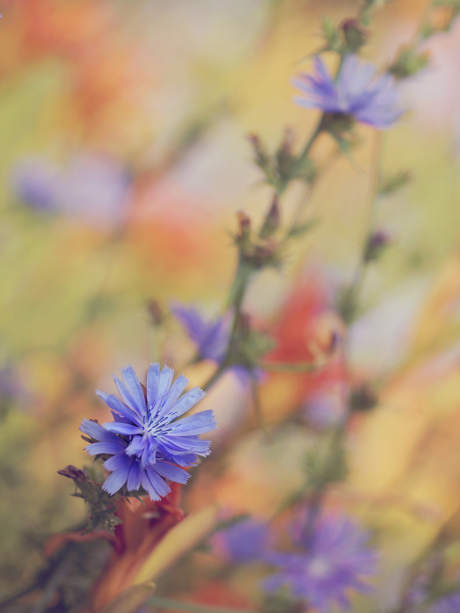 Sigma APO Macro 150mm f/2.8 EX DG HSM sample photo. Chicory photography