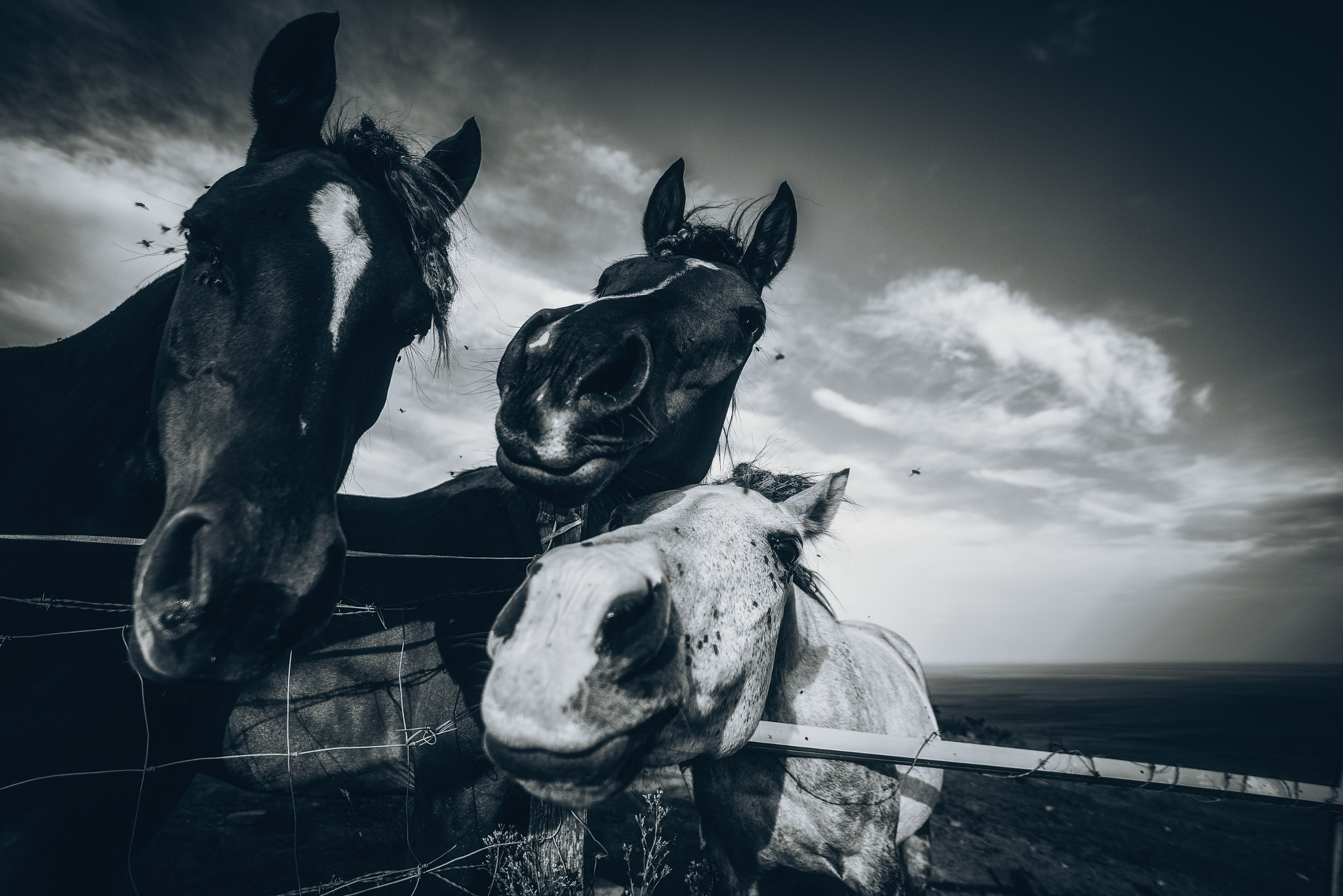 Nikon D750 + Sigma 14mm F2.8 EX Aspherical HSM sample photo. Seahorses ii photography