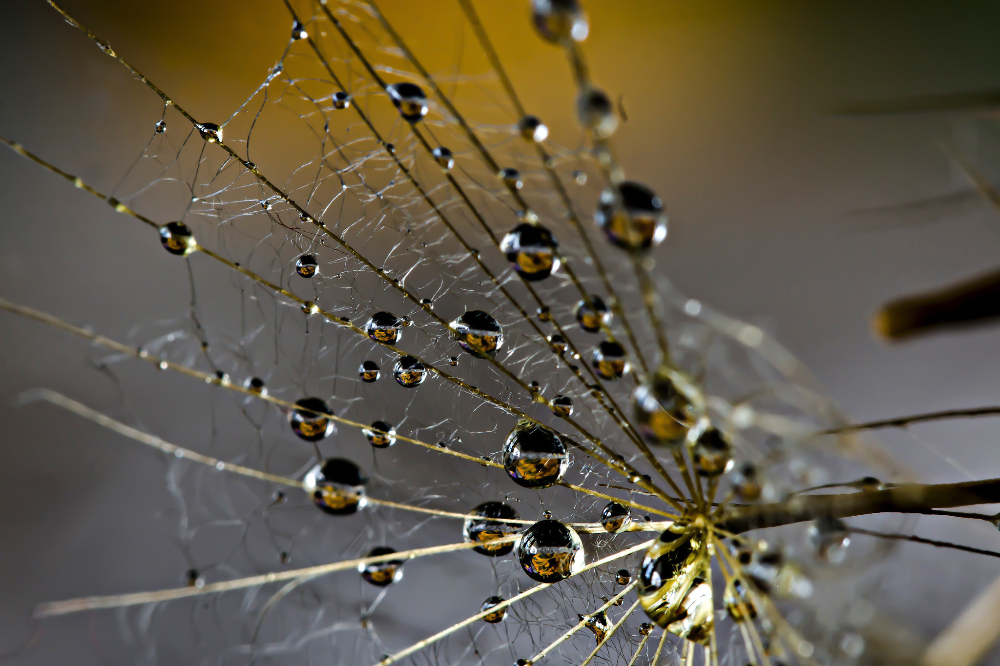 Canon EOS 70D + Canon EF 100mm F2.8L Macro IS USM sample photo. Wet dandelion photography