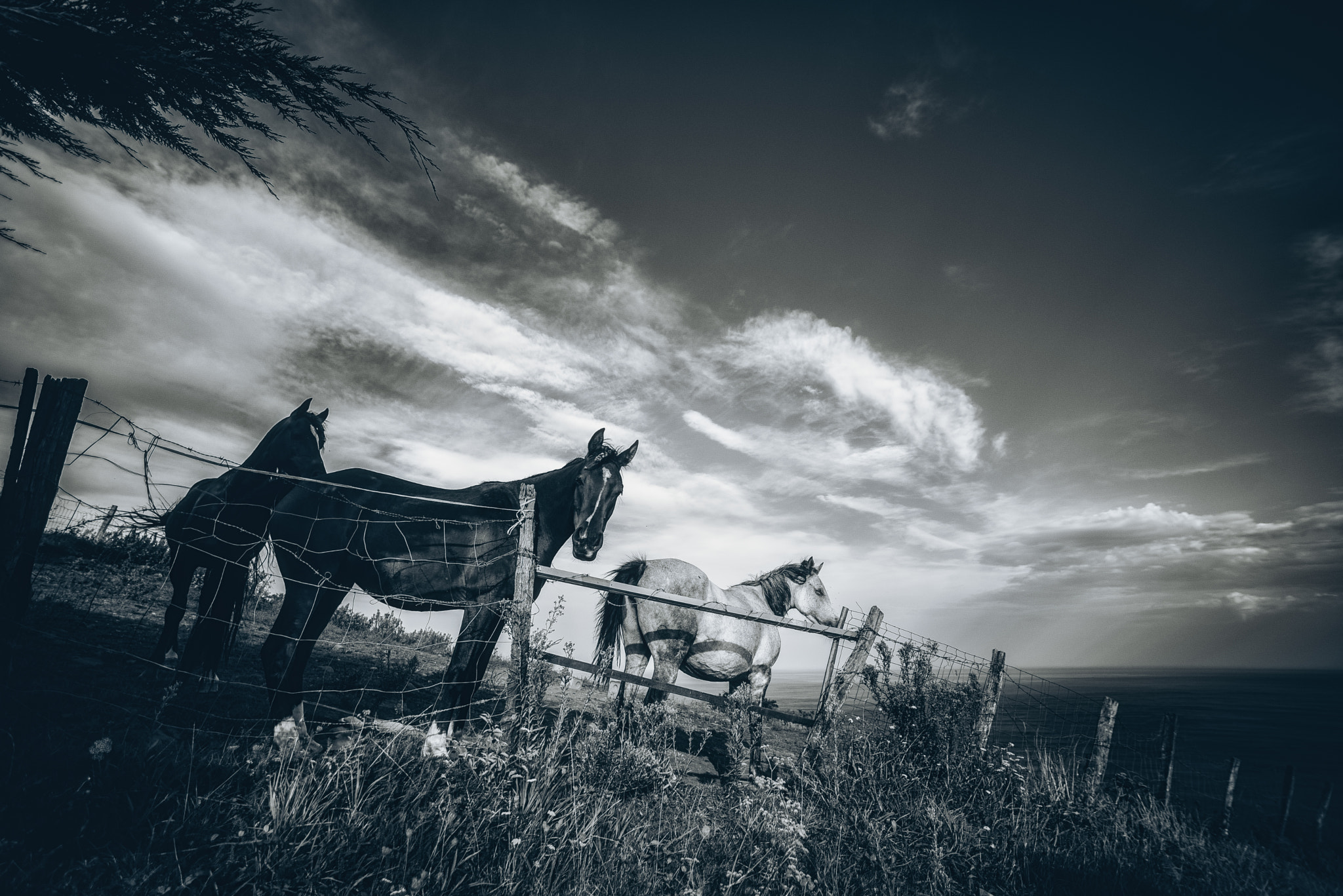 Sigma 14mm F2.8 EX Aspherical HSM sample photo. Seahorses iii photography