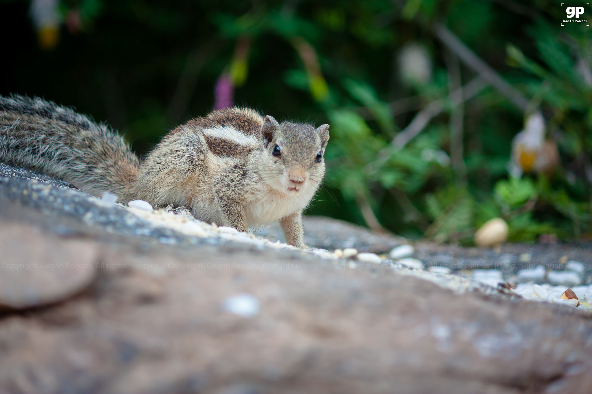 Canon EOS 450D (EOS Rebel XSi / EOS Kiss X2) sample photo. Squirrel! photography