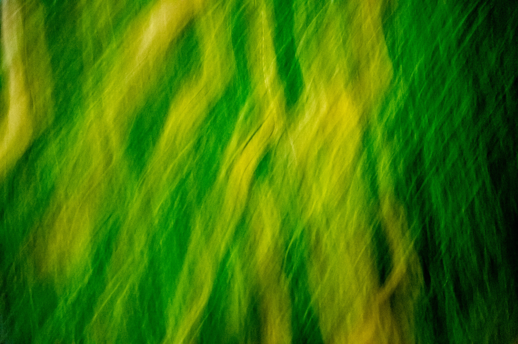 Sony Alpha NEX-6 sample photo. 121/365: blurry grass photography