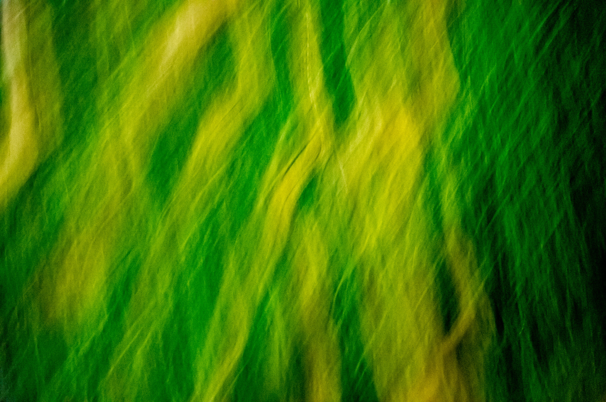 Sony Alpha NEX-6 + Sony E 55-210mm F4.5-6.3 OSS sample photo. 121/365: blurry grass photography