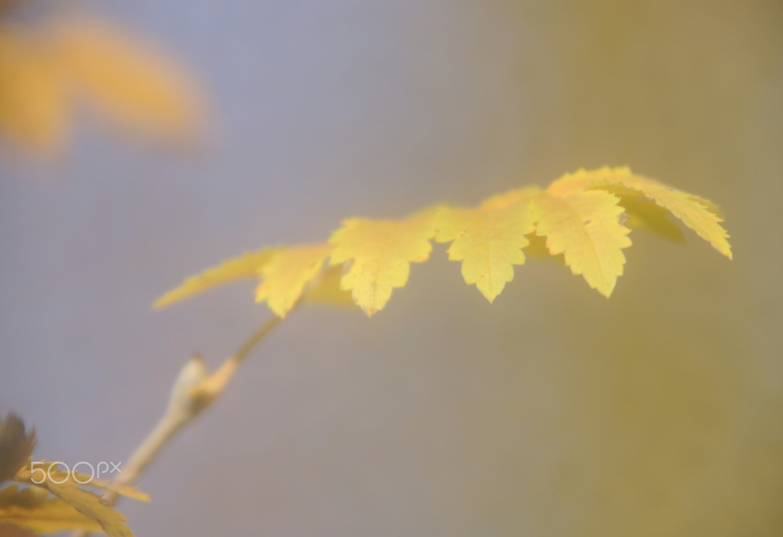 Sony a99 II + Tamron Lens (255) sample photo. Morning dew and fog photography