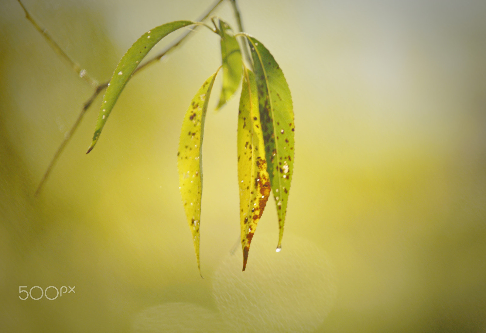 Sony a99 II + Tamron Lens (255) sample photo. Morning dew and fog photography