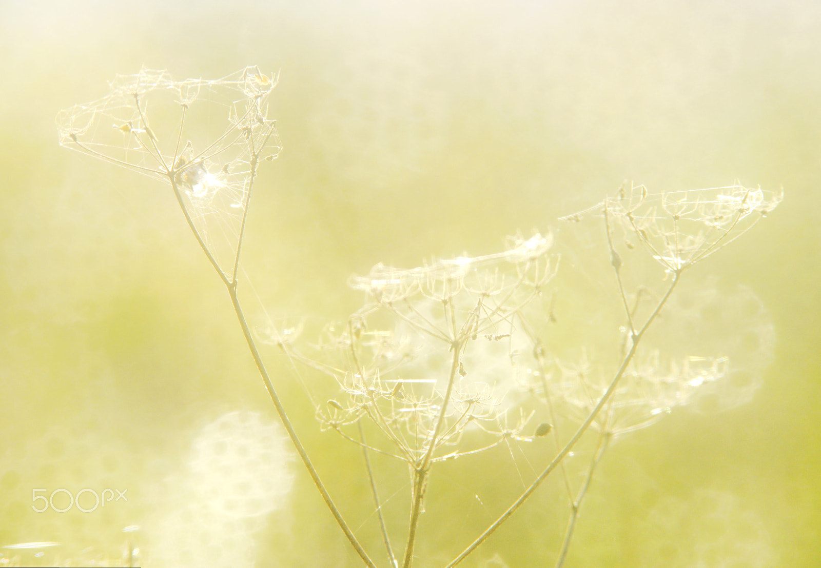 Sony a99 II sample photo. Morning dew and fog photography
