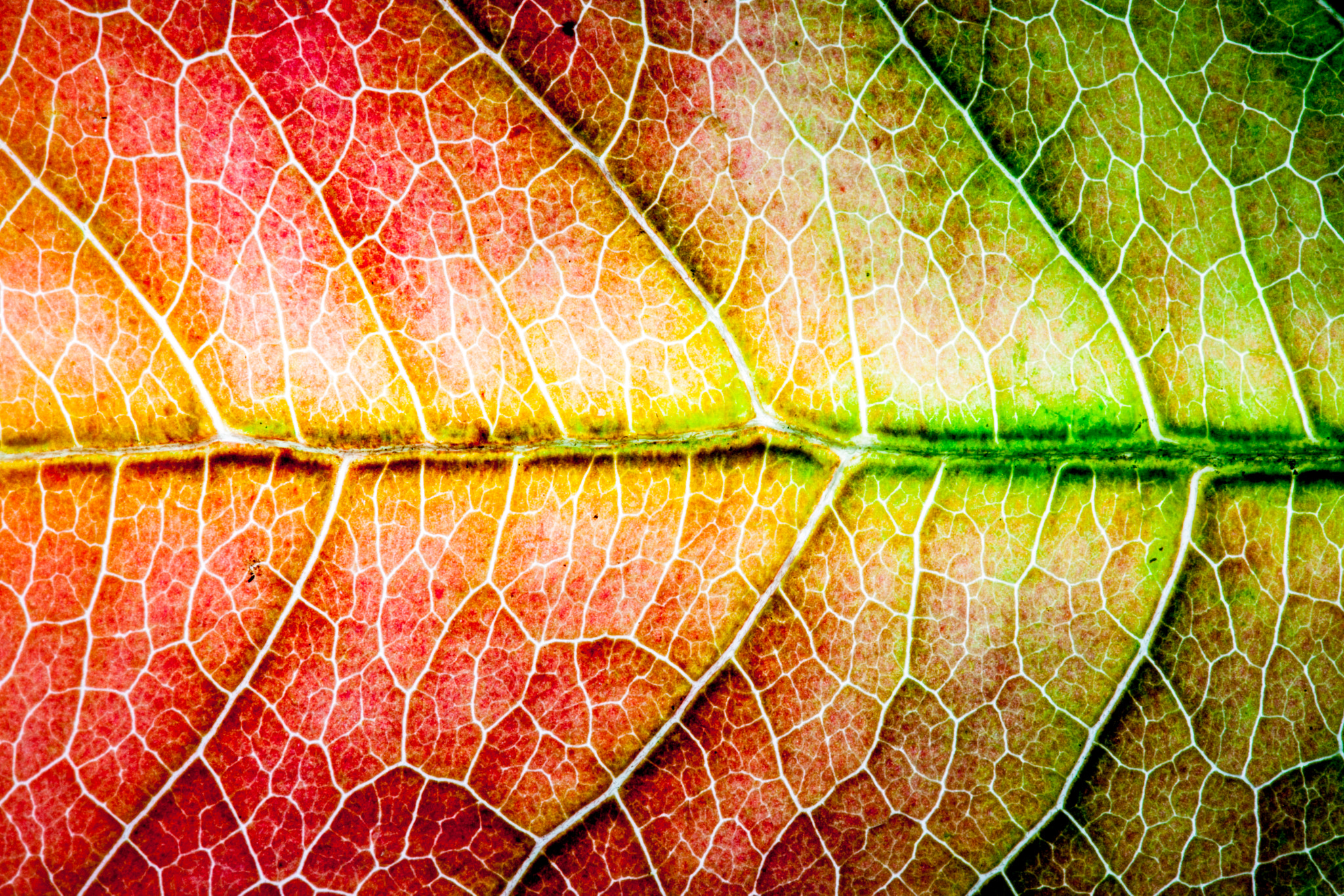 Sigma 105mm F2.8 EX DG OS HSM sample photo. 118/365: leaf photography
