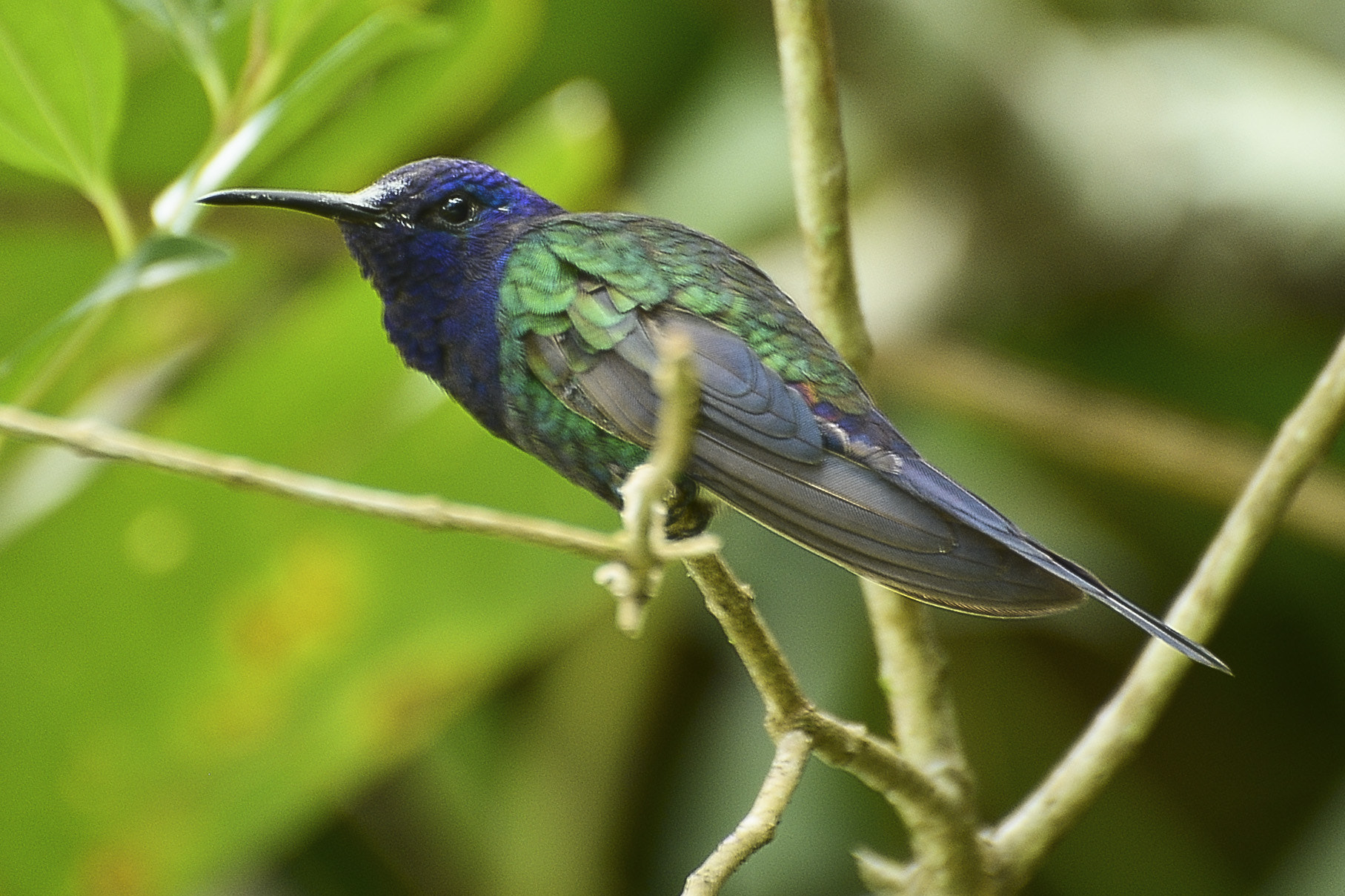 Nikon D7100 + Nikon AF Nikkor 105mm F2D DC sample photo. Habitante da natureza. photography