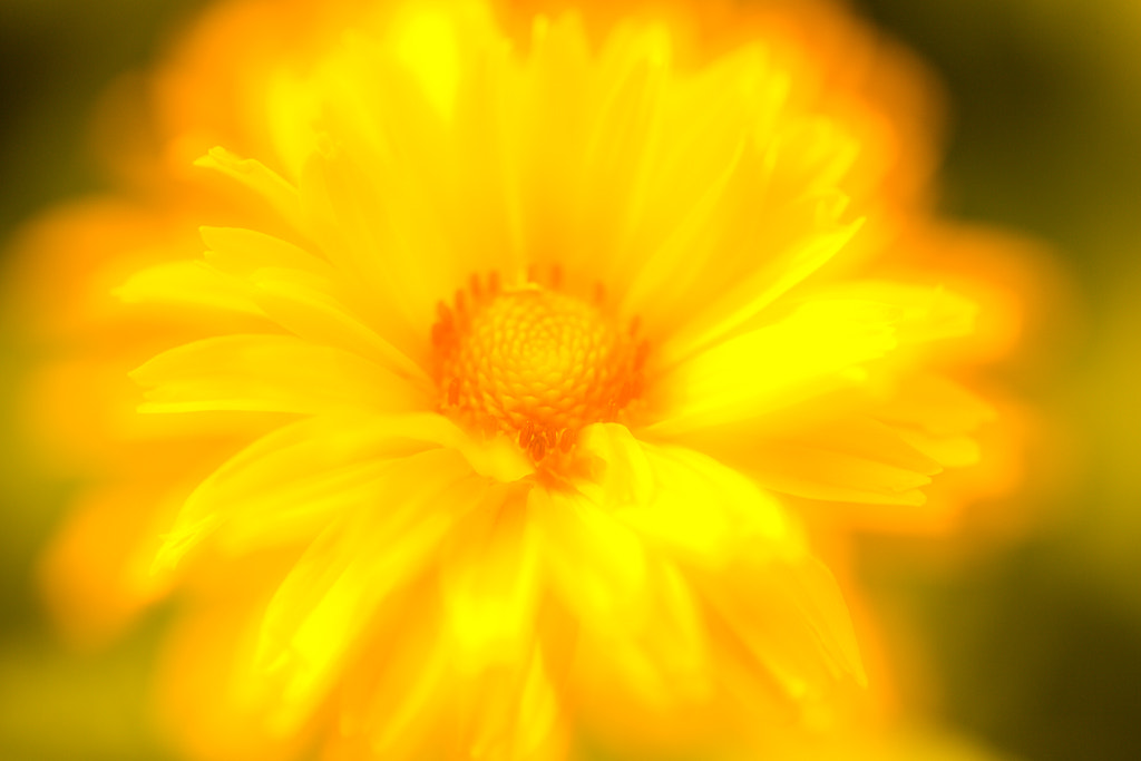 Canon EOS 6D + Canon EF 100mm F2.8L Macro IS USM sample photo. 菊花 photography