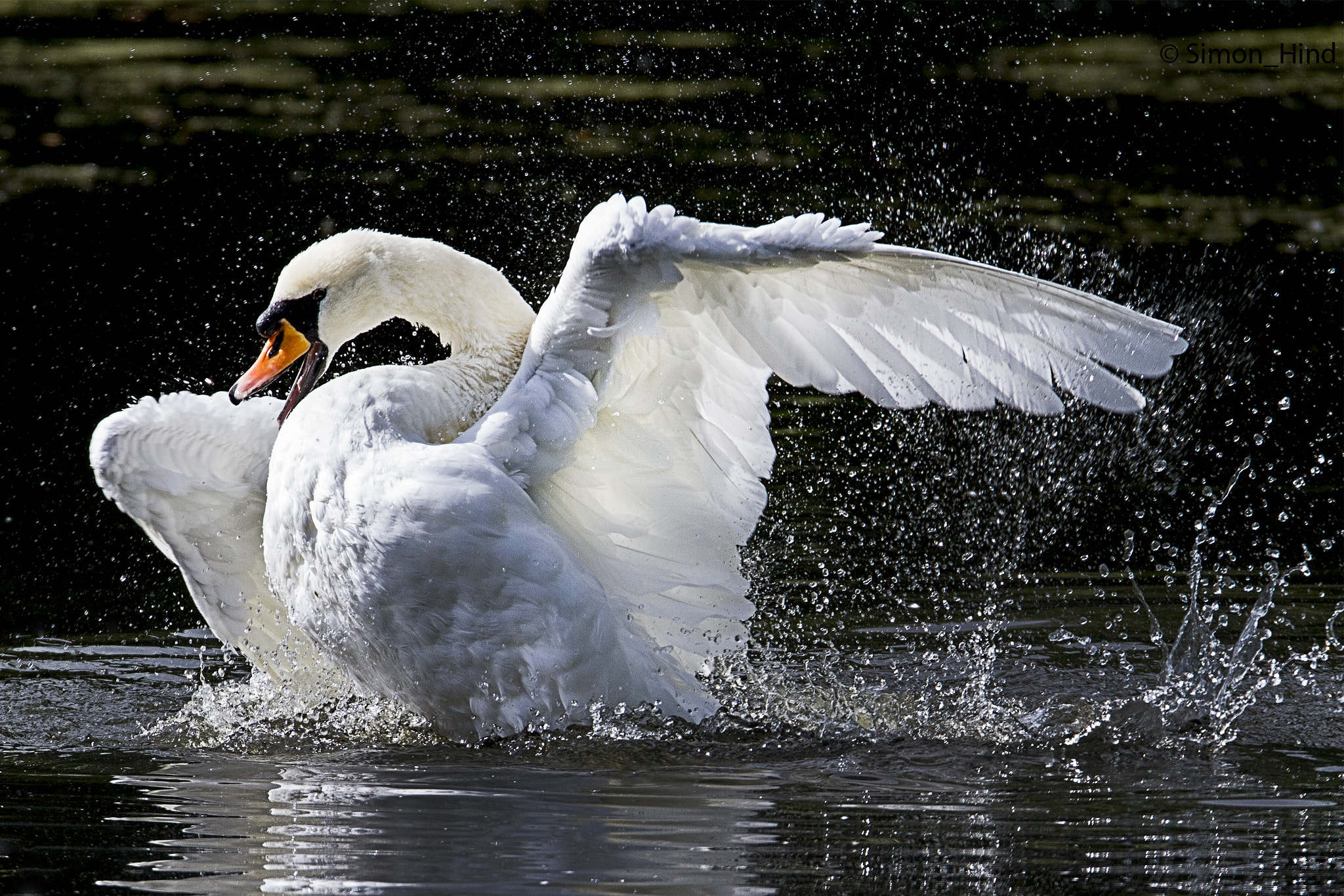 150-600mm F5-6.3 DG OS HSM | Sports 014 sample photo. Let the fight begin photography