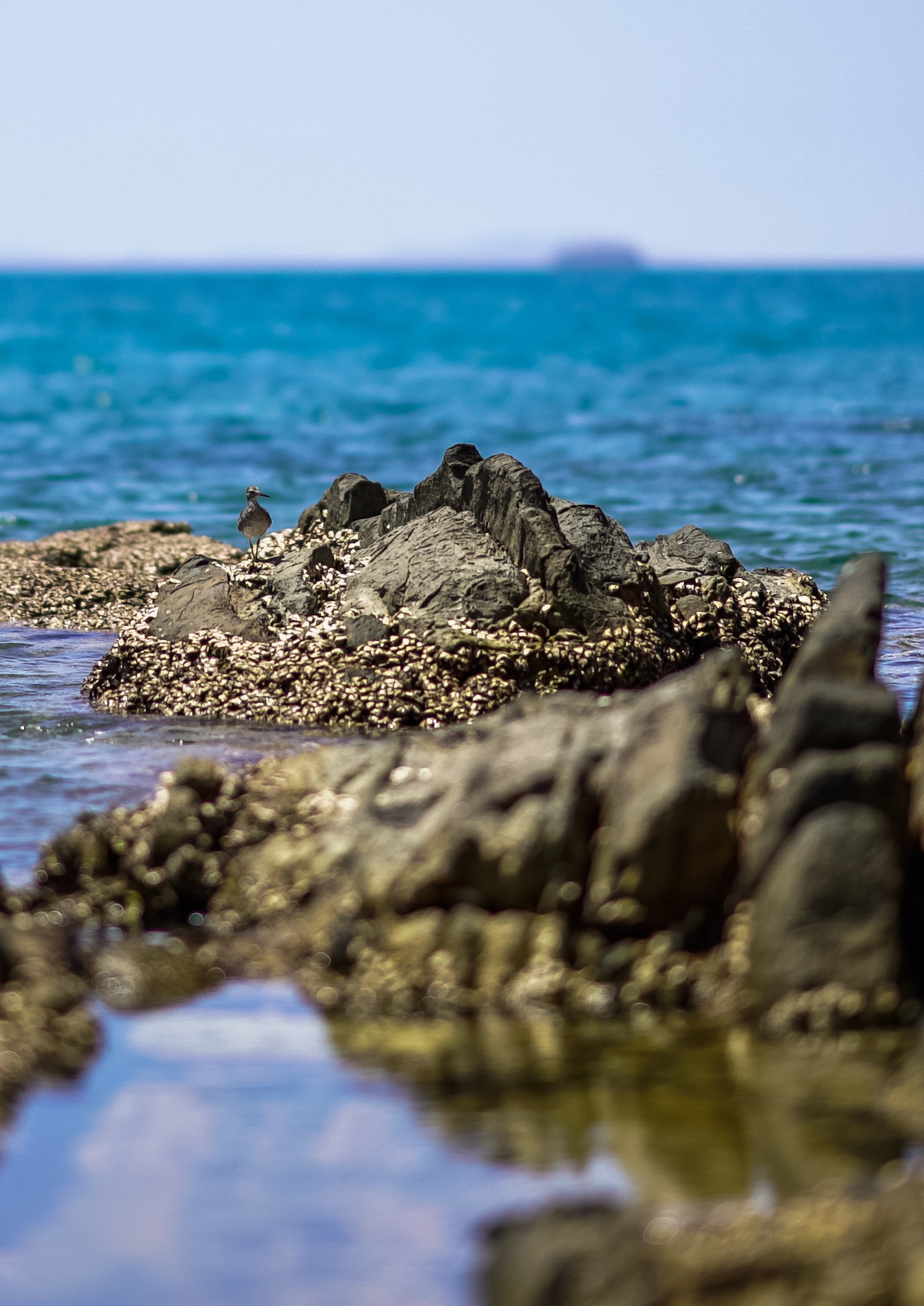 Sony FE 85mm F1.4 GM sample photo. Bécasse de mer photography