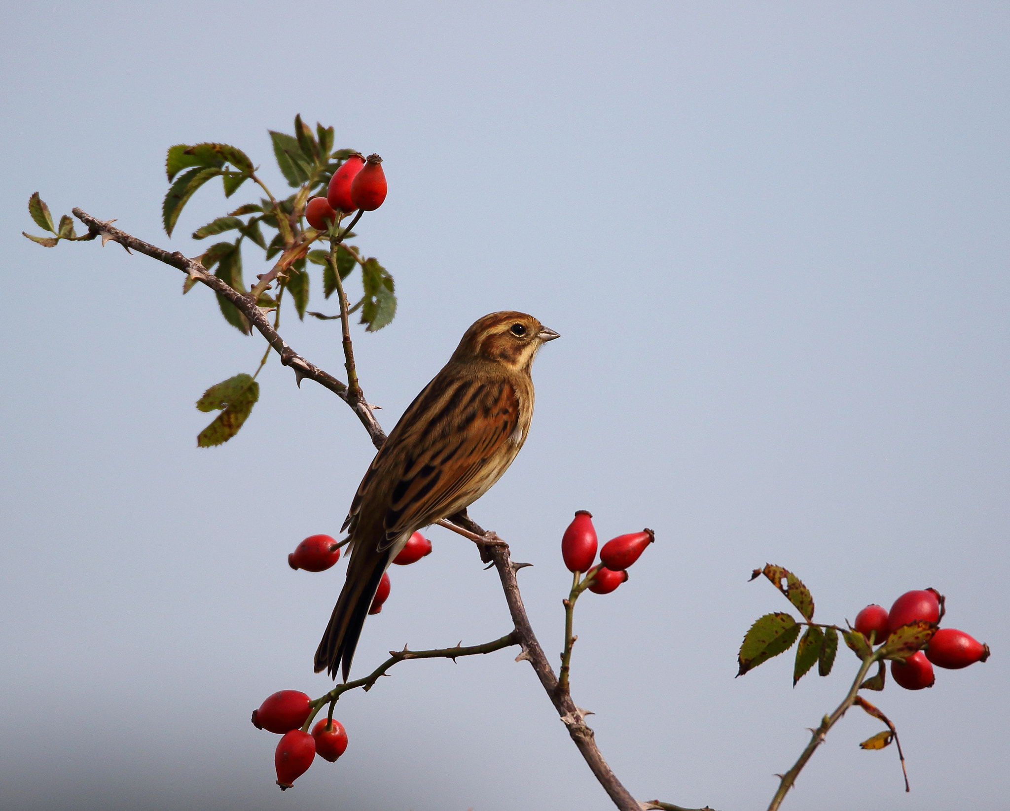 Canon EOS 7D Mark II sample photo. Reed bunting photography