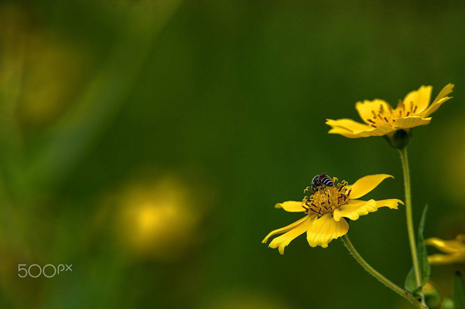 Tamron SP 150-600mm F5-6.3 Di VC USD sample photo. Nector time photography