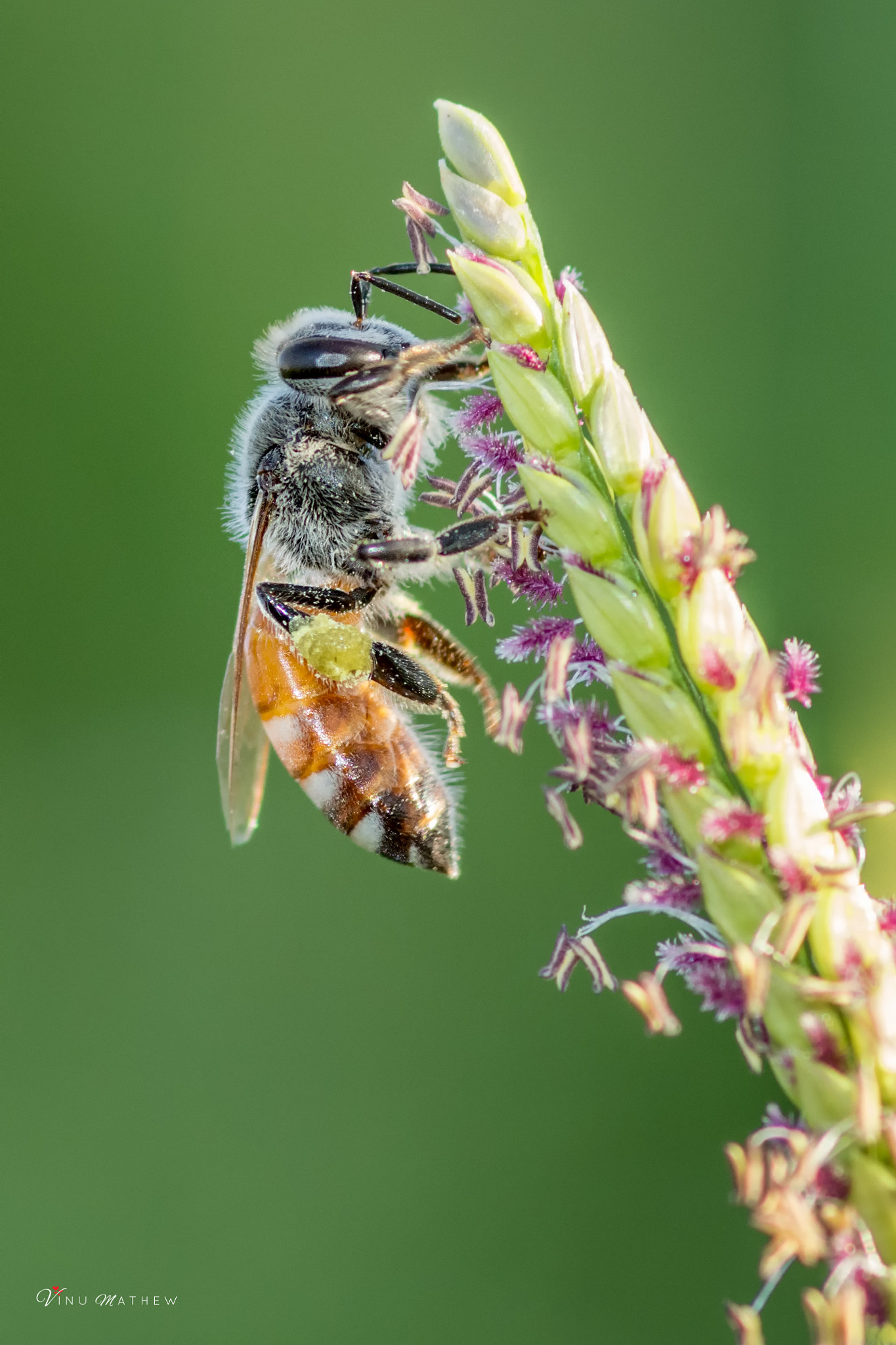 Tokina AT-X Pro 100mm F2.8 Macro sample photo. Honey bee photography