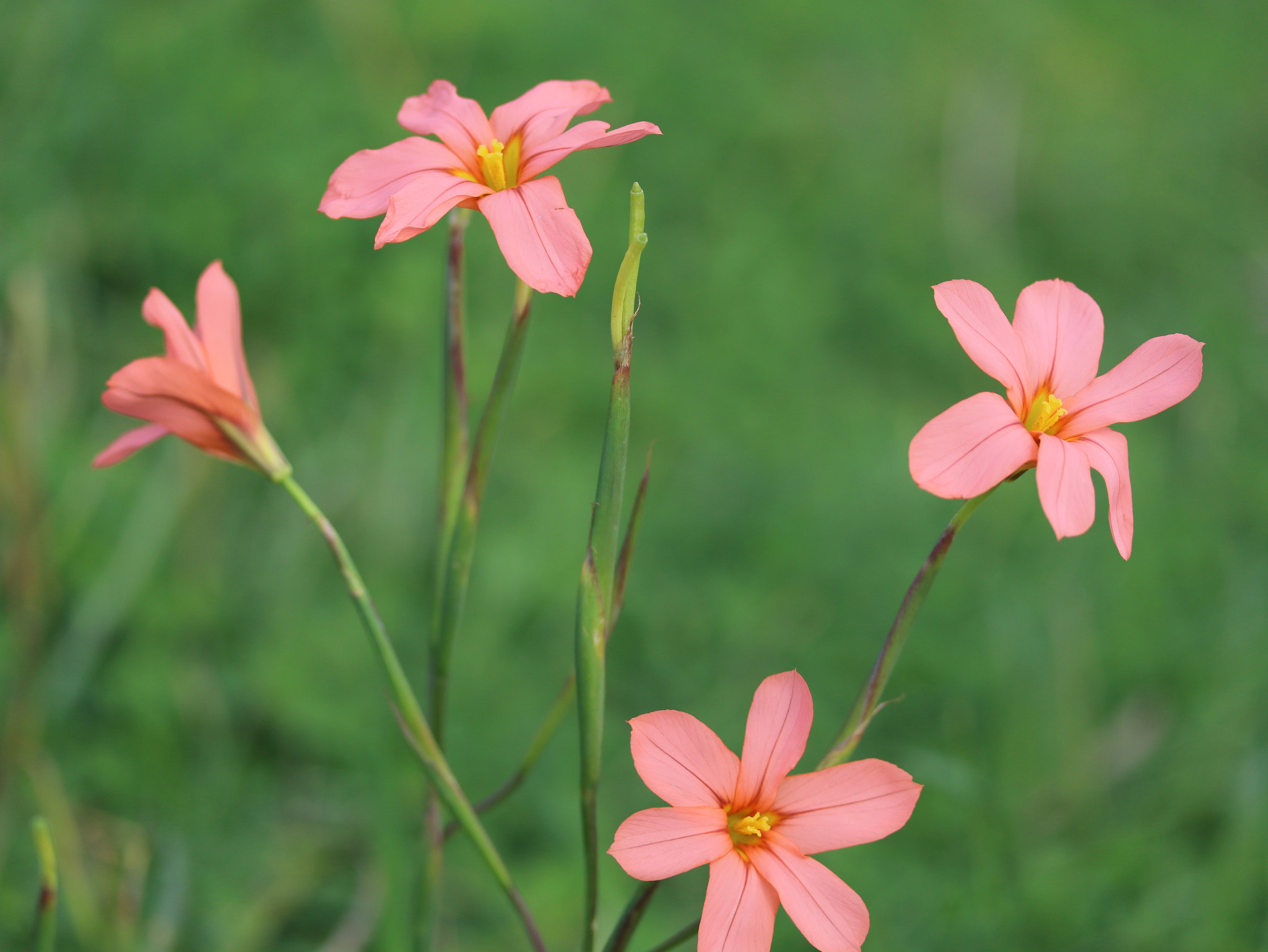 Canon EF-S 60mm F2.8 Macro USM sample photo. Peach colour flower photography