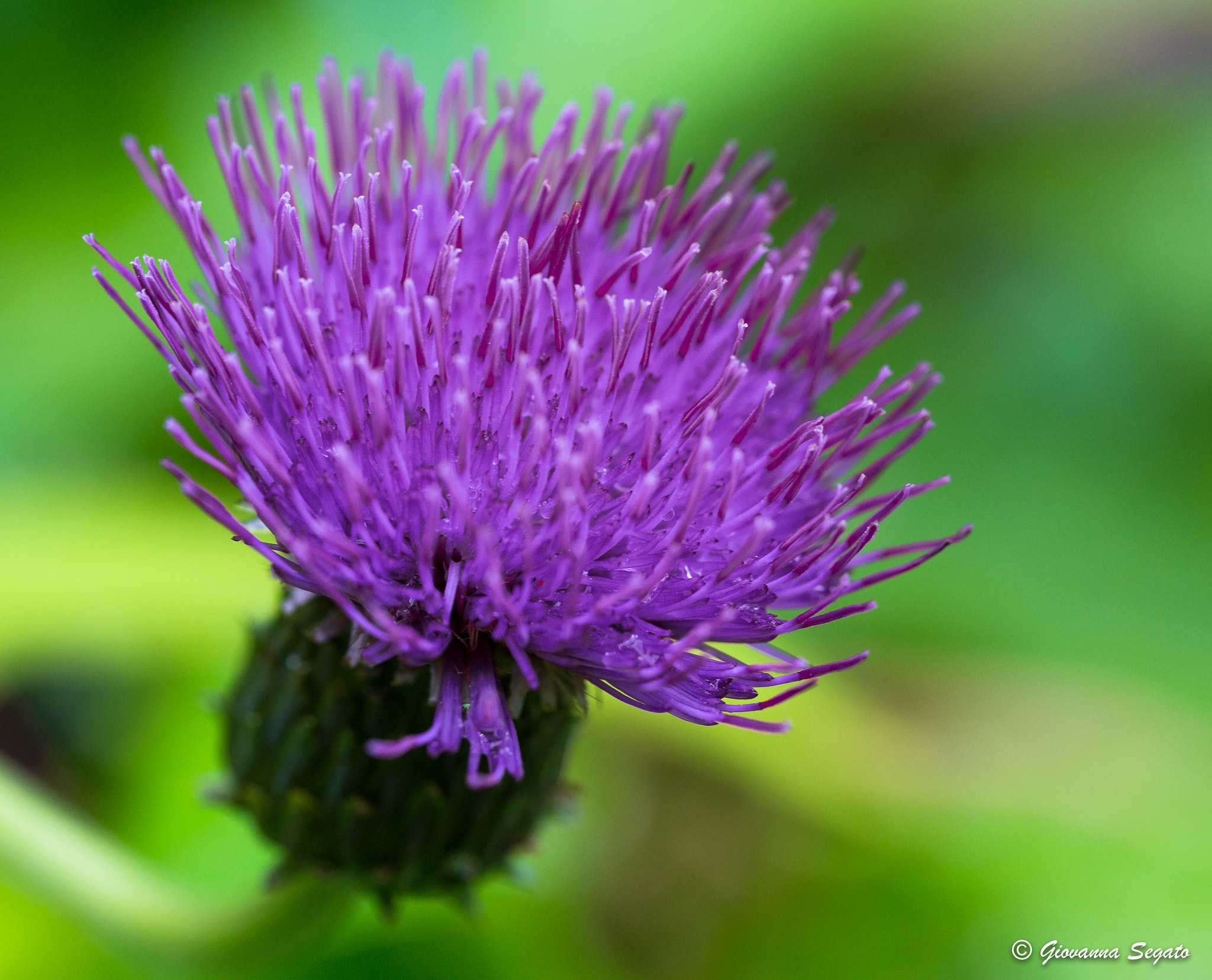 Canon EOS 6D + Canon EF 100mm F2.8L Macro IS USM sample photo. Cardo viola of dolomiti photography