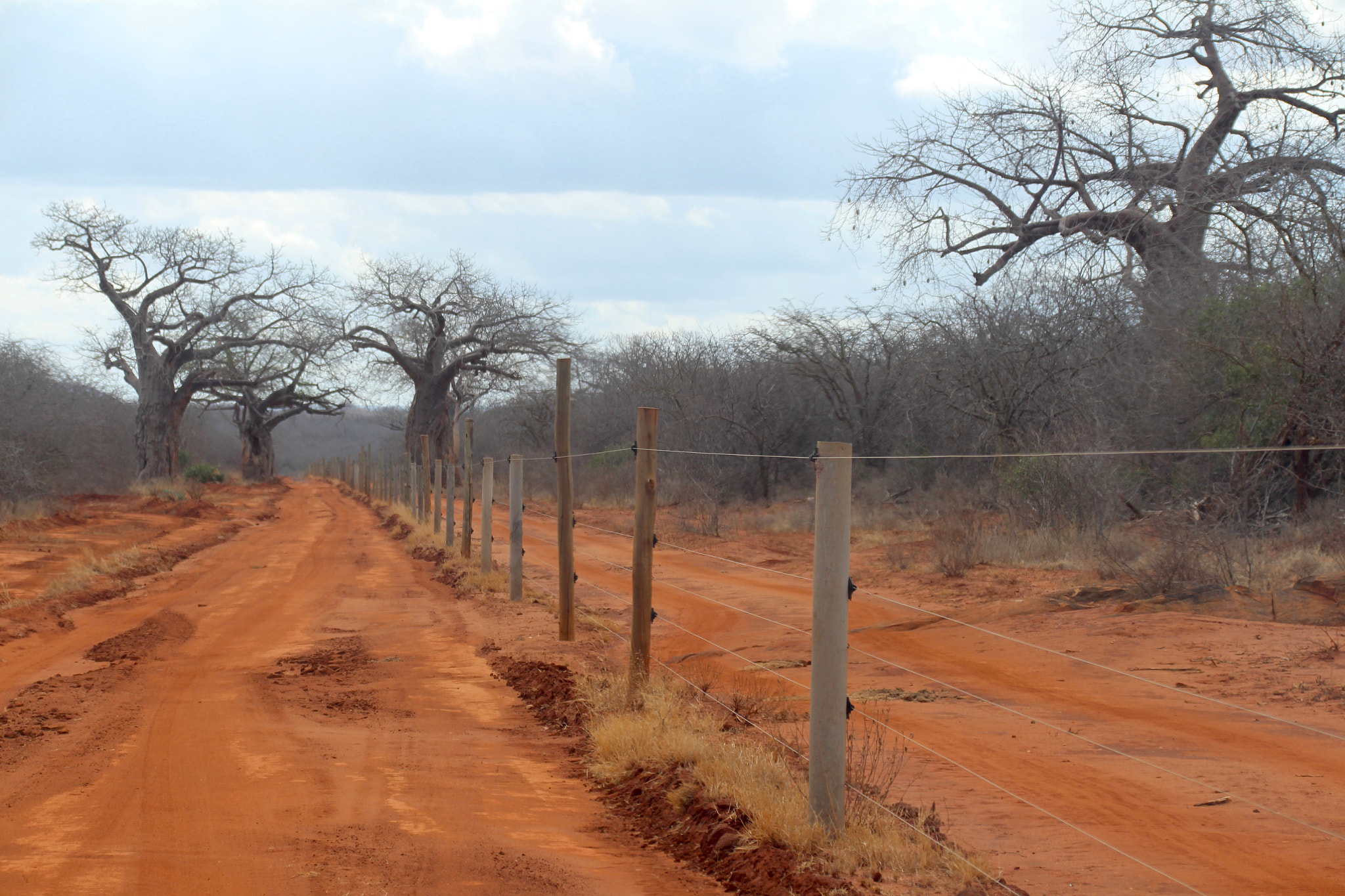 Canon EF 75-300mm F4.0-5.6 IS USM sample photo. Sentinels along the fenceline photography