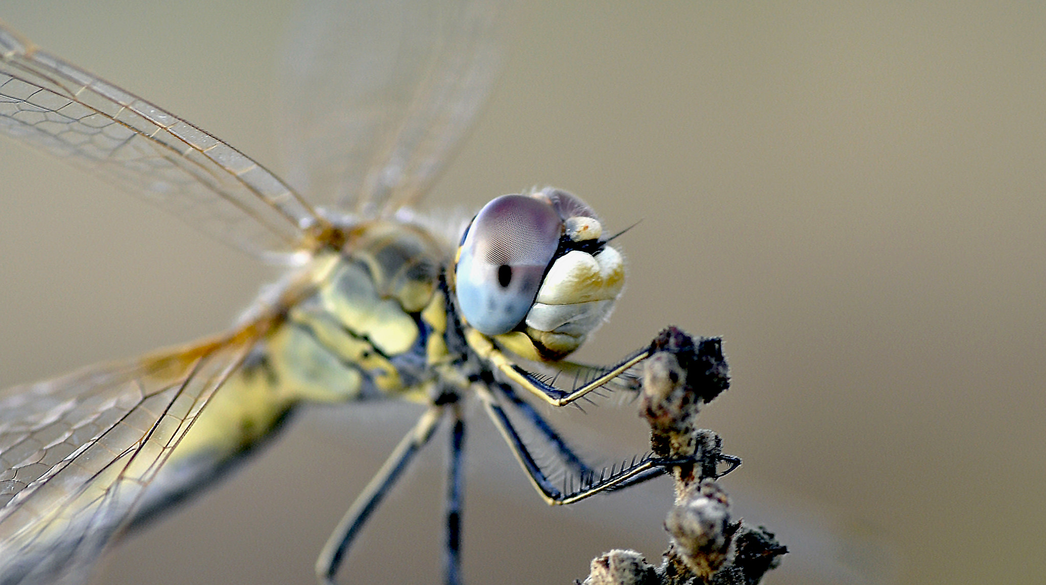 Nikon D5000 + Tamron SP 90mm F2.8 Di VC USD 1:1 Macro sample photo. Hi !! photography