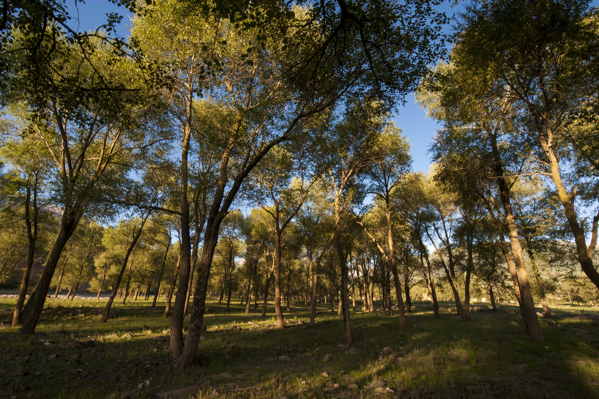 Tamron SP 15-30mm F2.8 Di VC USD sample photo. Sunrise in forest photography