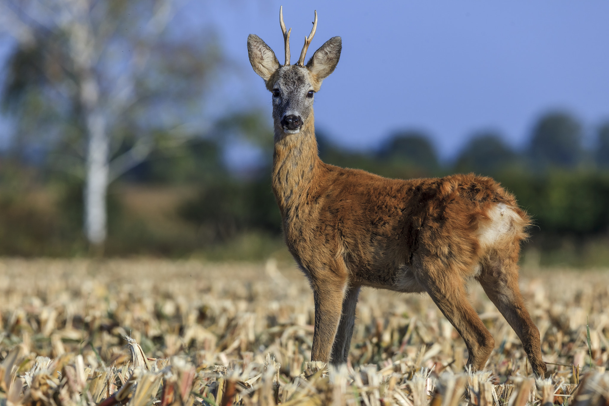 Tamron SP 150-600mm F5-6.3 Di VC USD sample photo. Deer photography