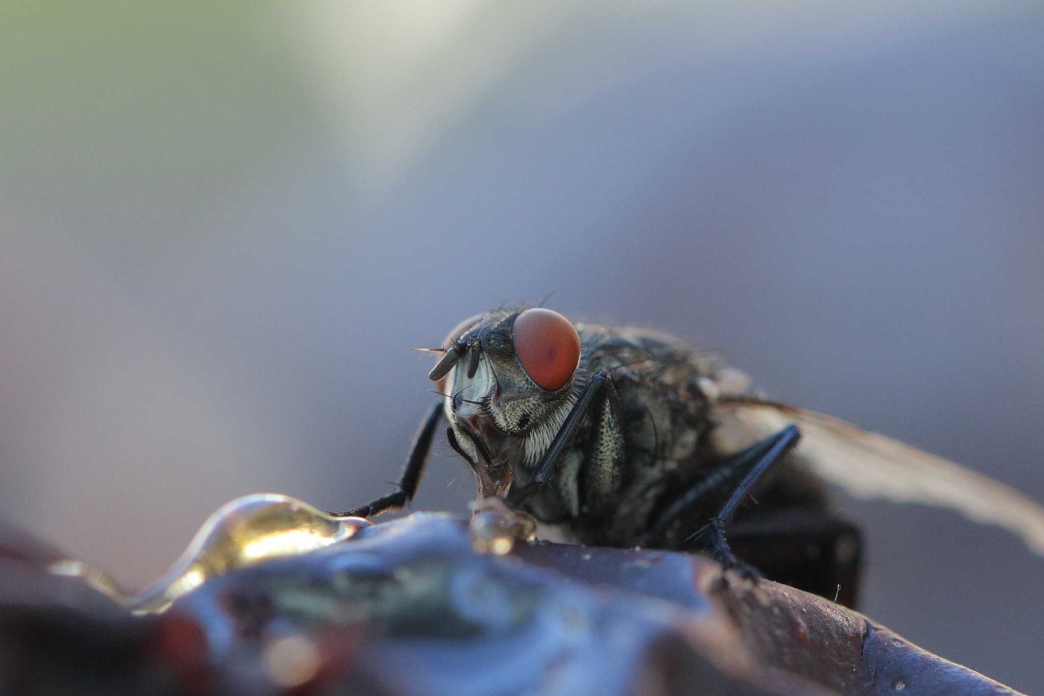 Canon EOS 70D + Canon EF 100mm F2.8L Macro IS USM sample photo. Don't you love my face? photography