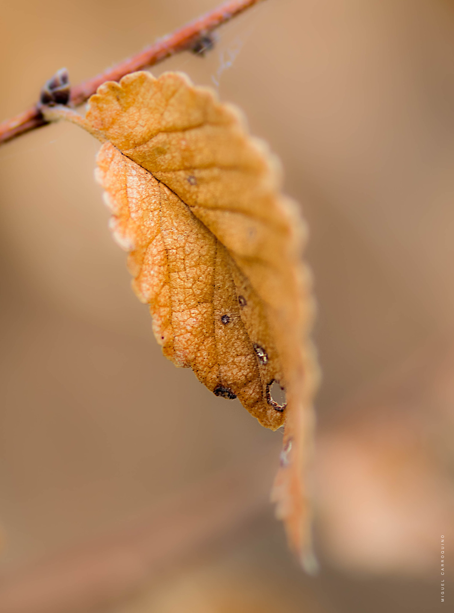 Olympus OM-D E-M1 + Sigma 105mm F2.8 EX DG Macro sample photo. Dead leaf 2 photography