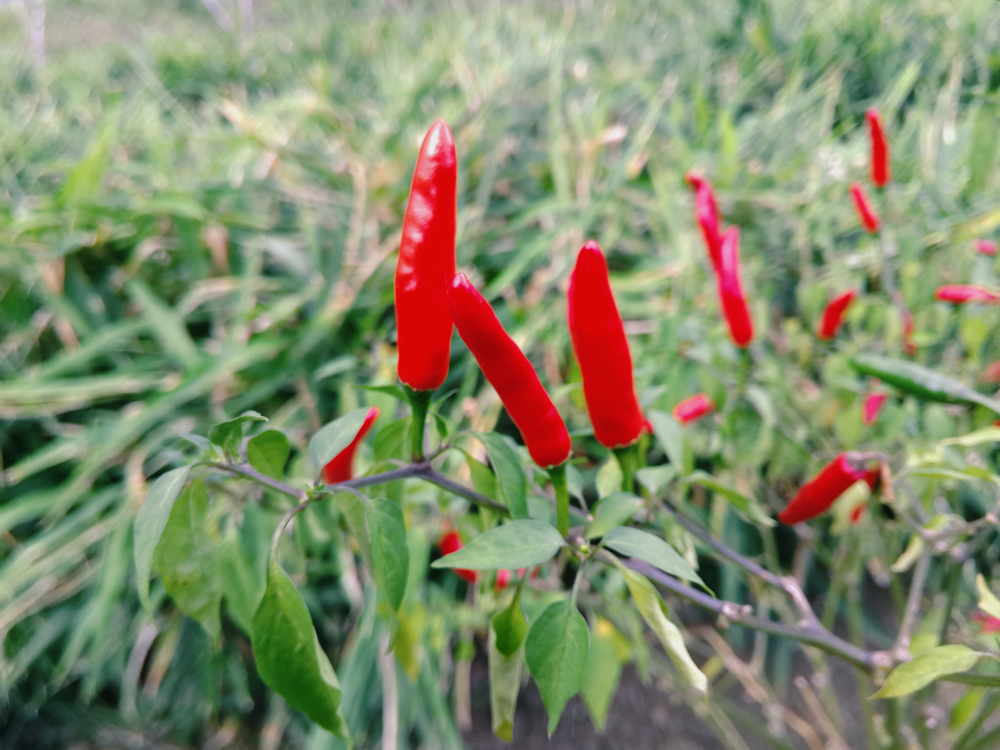 Meizu MX4 Pro sample photo. 红辣椒 photography
