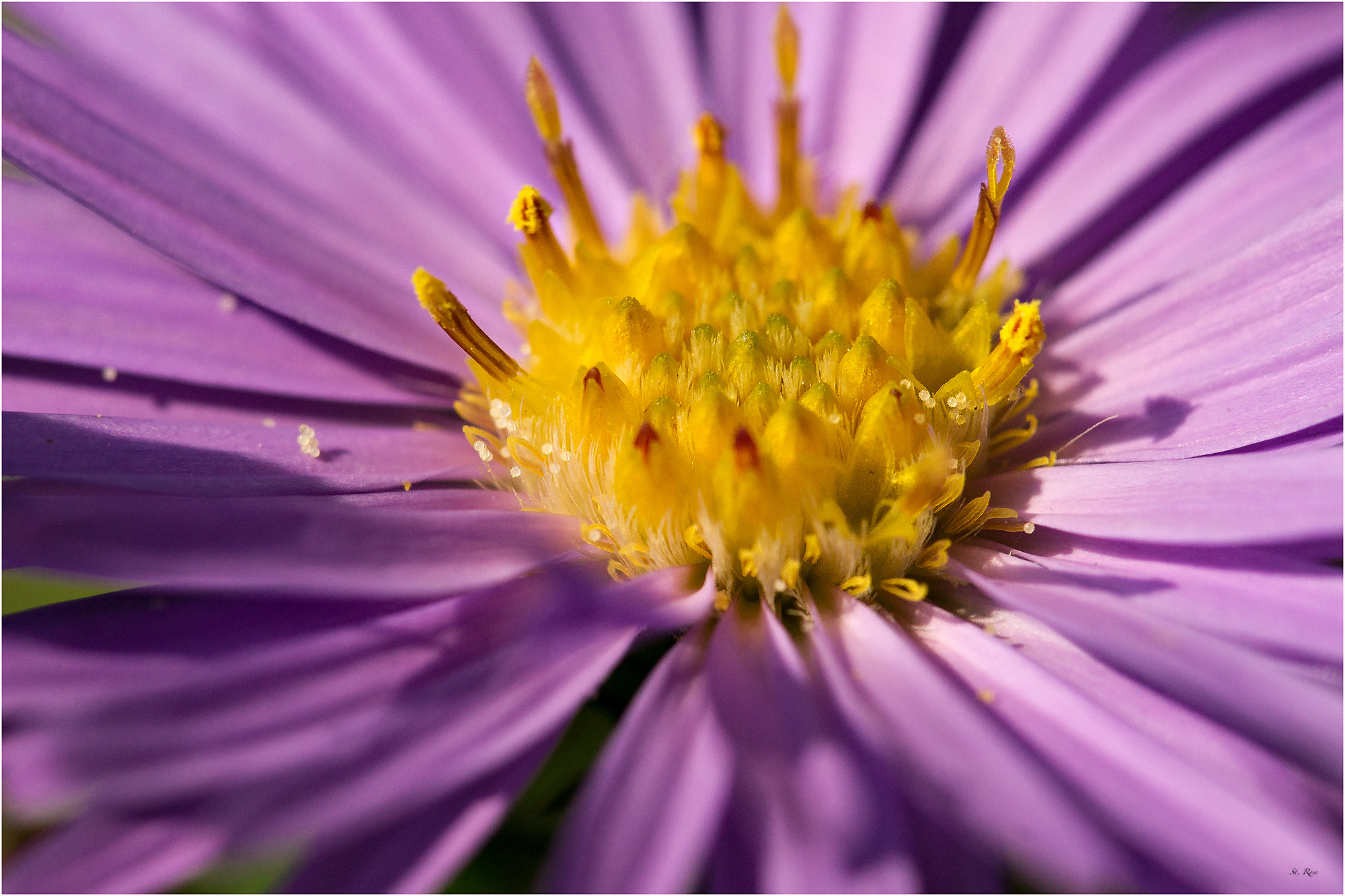 Sony Alpha DSLR-A500 sample photo. Aster photography