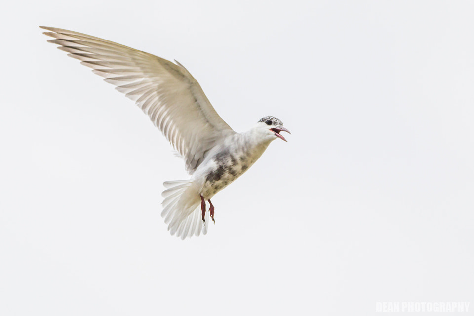 Canon EOS-1D Mark IV sample photo. Yell photography