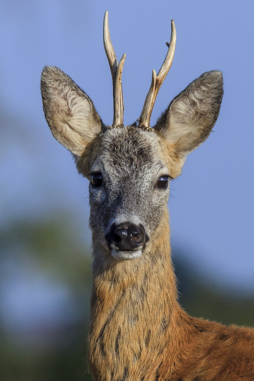 Tamron SP 150-600mm F5-6.3 Di VC USD sample photo. Deer photography
