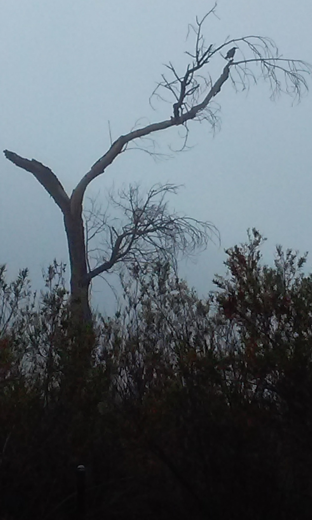 LG L70 sample photo. Copy photography