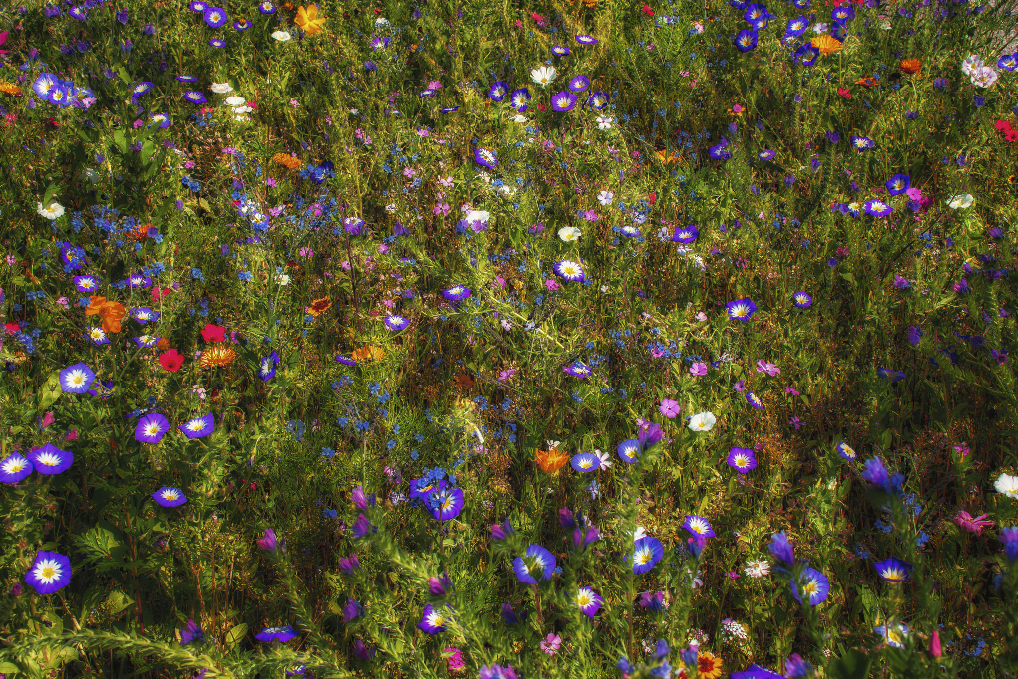 Canon EF 75-300mm F4.0-5.6 IS USM sample photo. Summer flowers photography