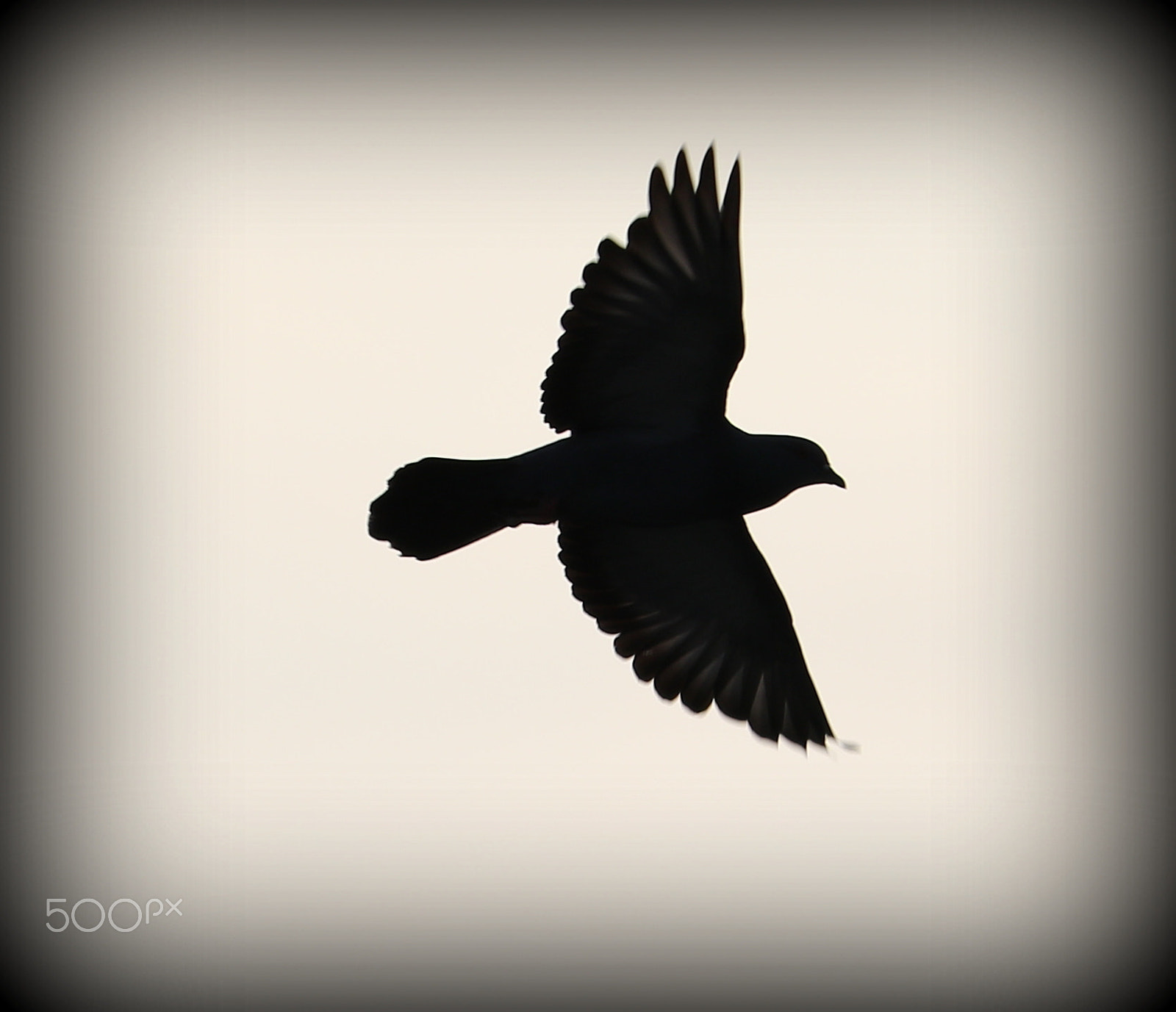Canon EF-S 55-250mm F4-5.6 IS STM sample photo. Dove photography