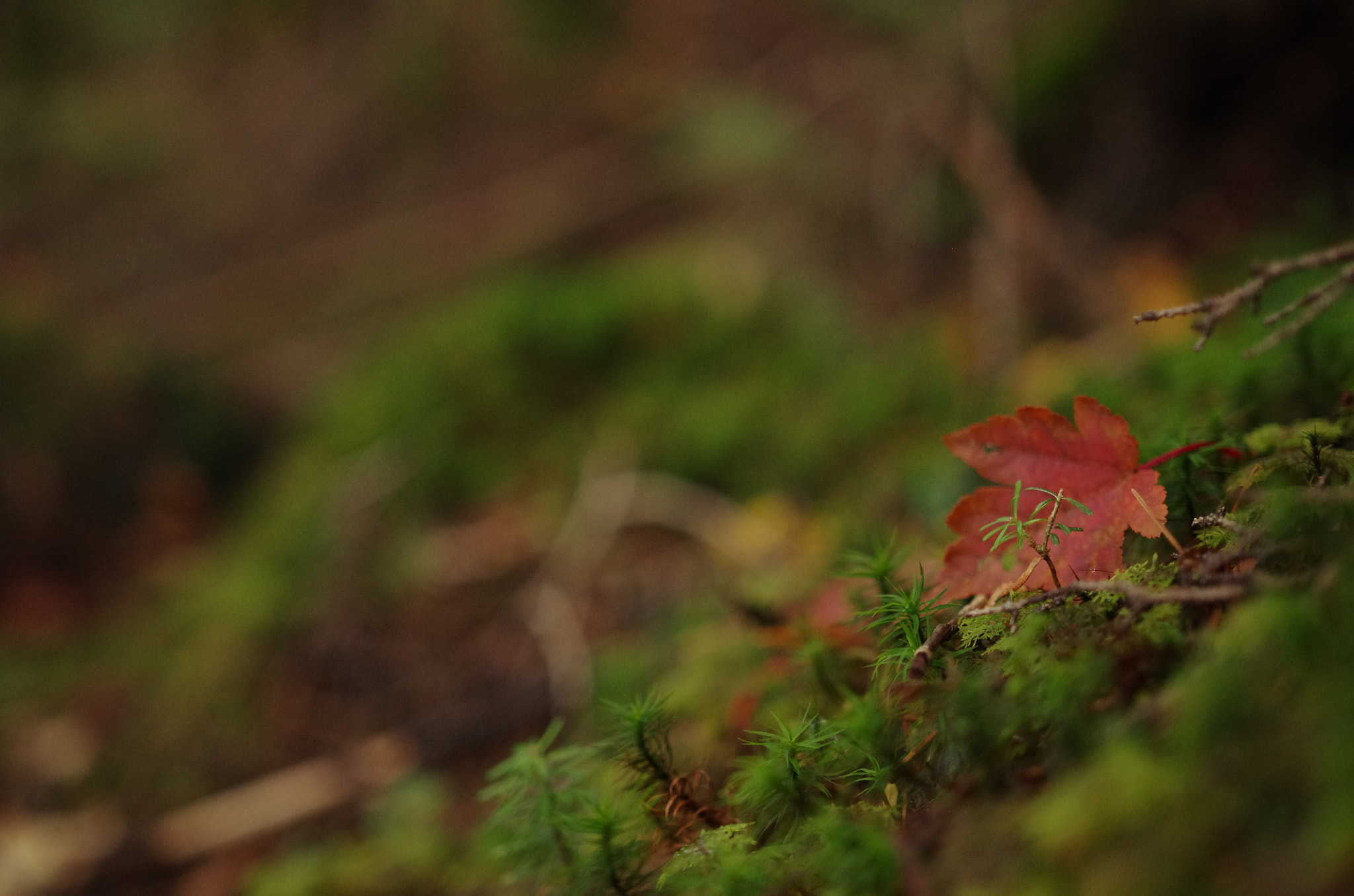 Pentax K-5 sample photo