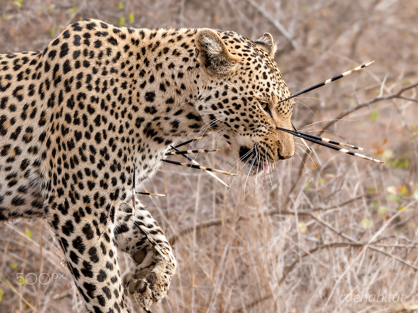 Nikon D800 sample photo. Leopard and quills photography