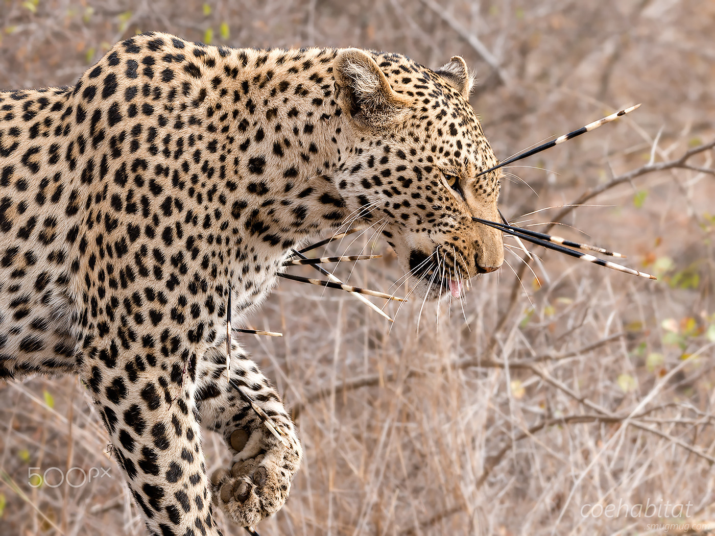 Nikon AF-S Nikkor 200-400mm F4G ED-IF VR sample photo. Leopard and quills photography