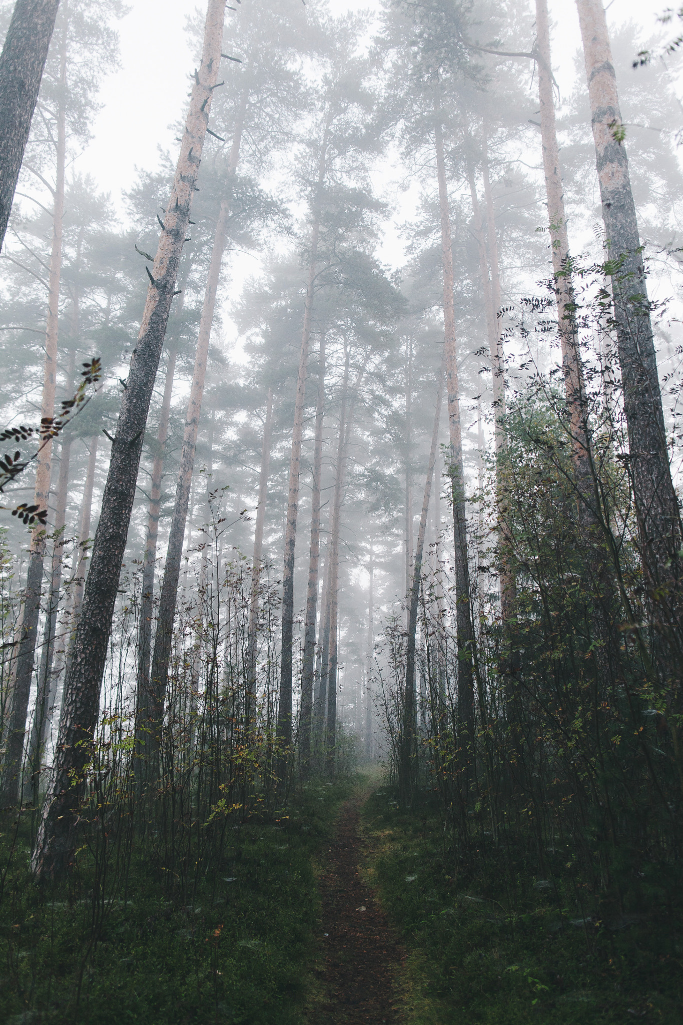 Canon EOS 5D + Canon EF 24mm F1.4L II USM sample photo. Foggy morning photography