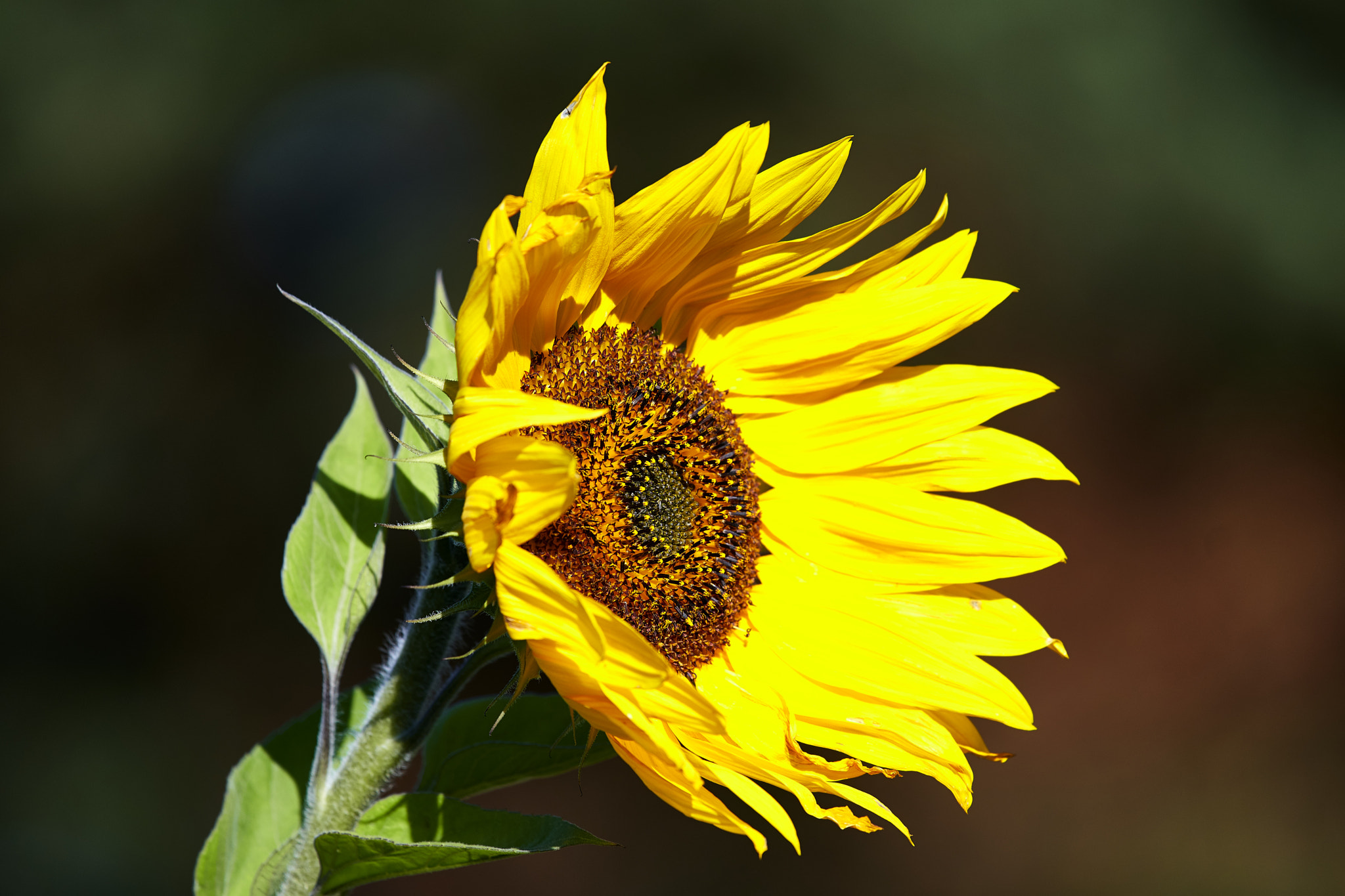 Nikon AF-S Nikkor 300mm f/4E PF ED VR sample photo. Sunflower photography