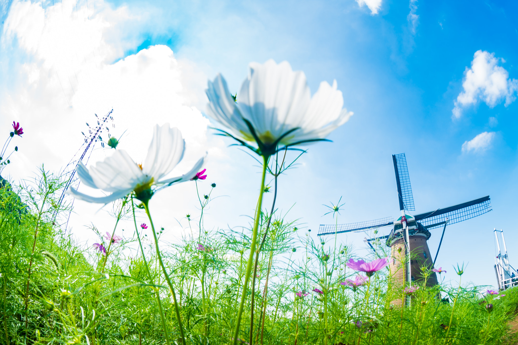 Sony a7R II sample photo. Windmill and cosmos photography