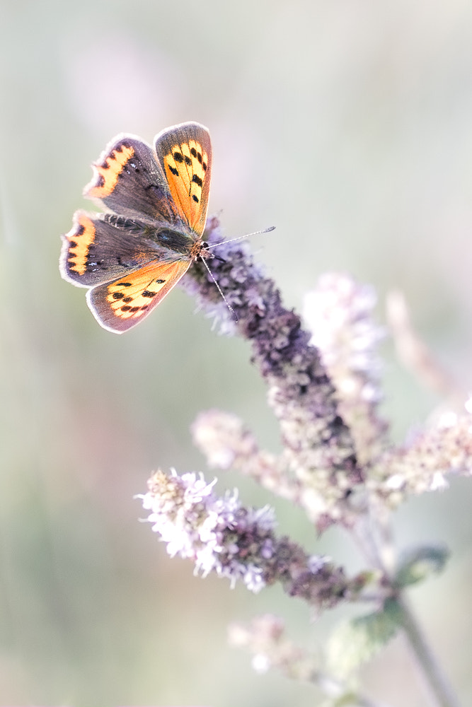 Canon EF 100mm F2.8L Macro IS USM sample photo. Cuivré breton photography