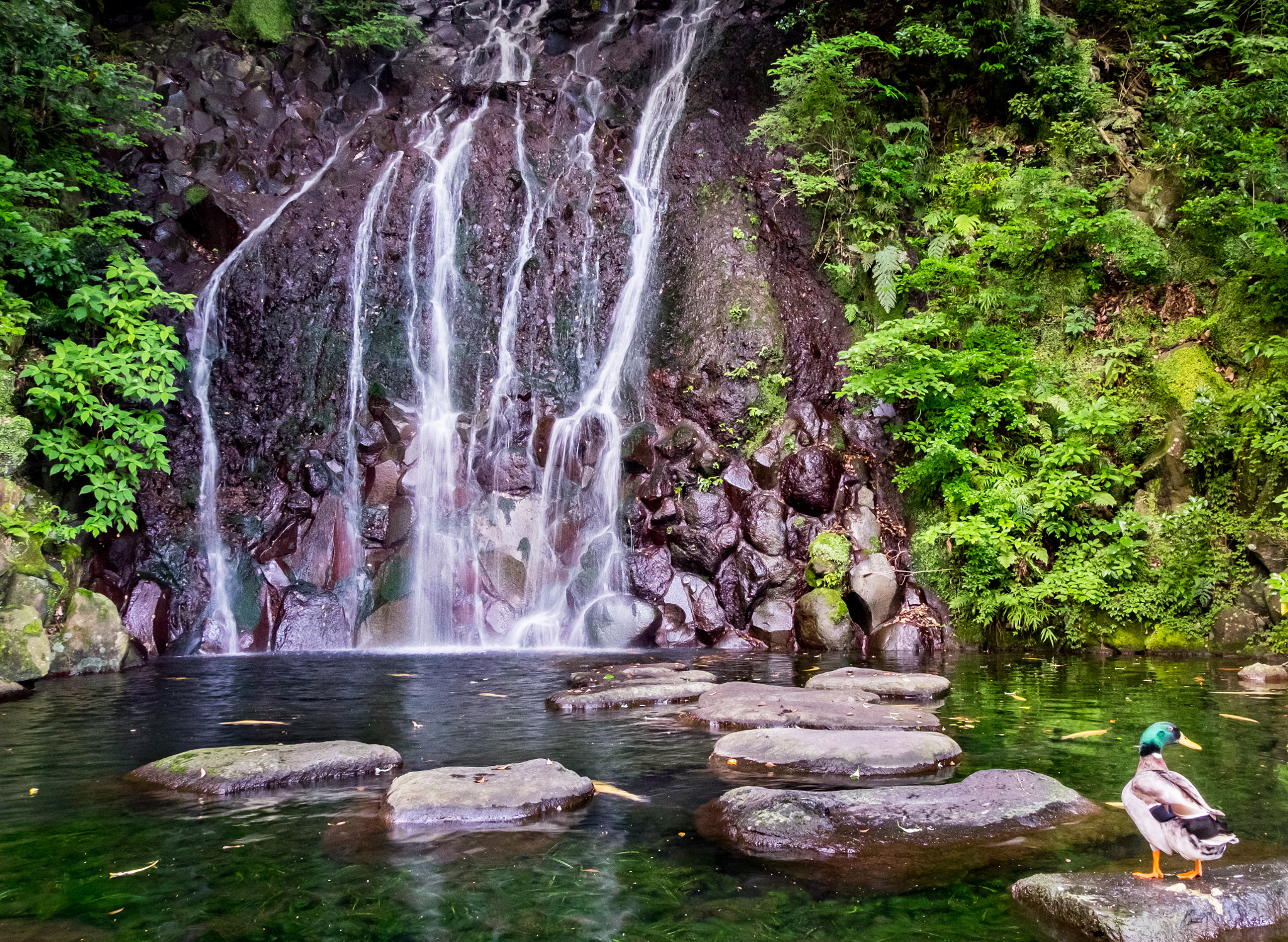 Fujifilm XC 16-50mm F3.5-5.6 OIS II sample photo. Waterfall hakone photography