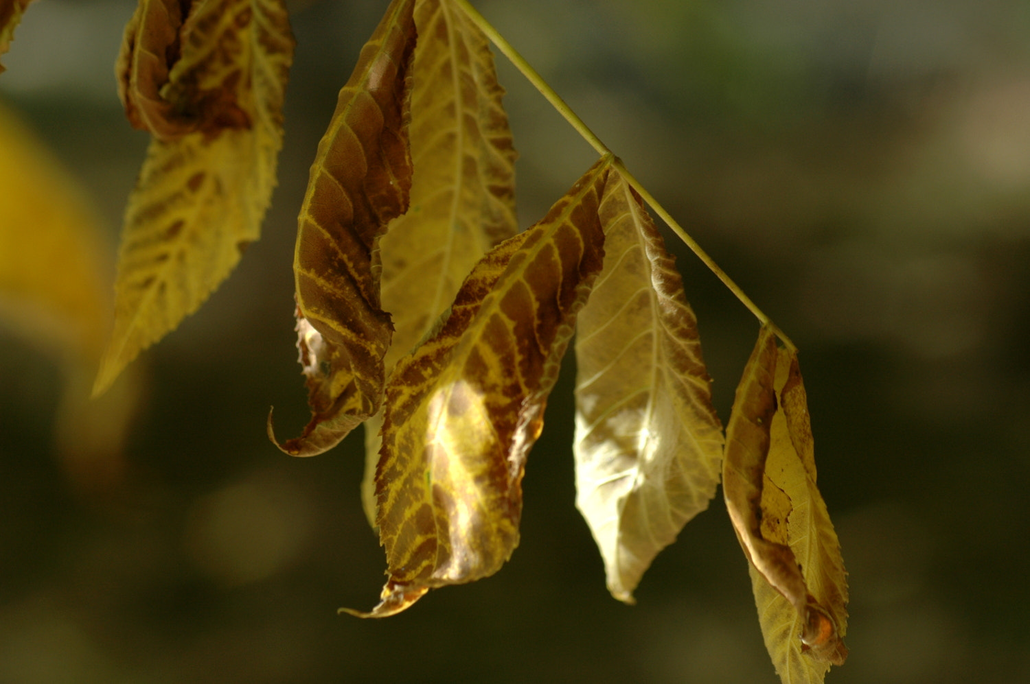 Nikon D70s + Sigma Macro 90mm F2.8 sample photo. A photography