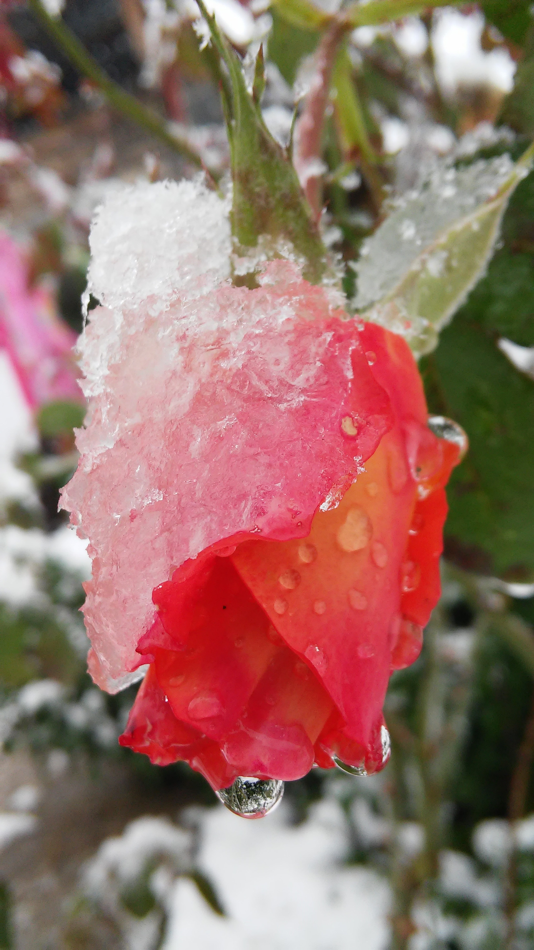 LG G3 S sample photo. Rose in the snow photography