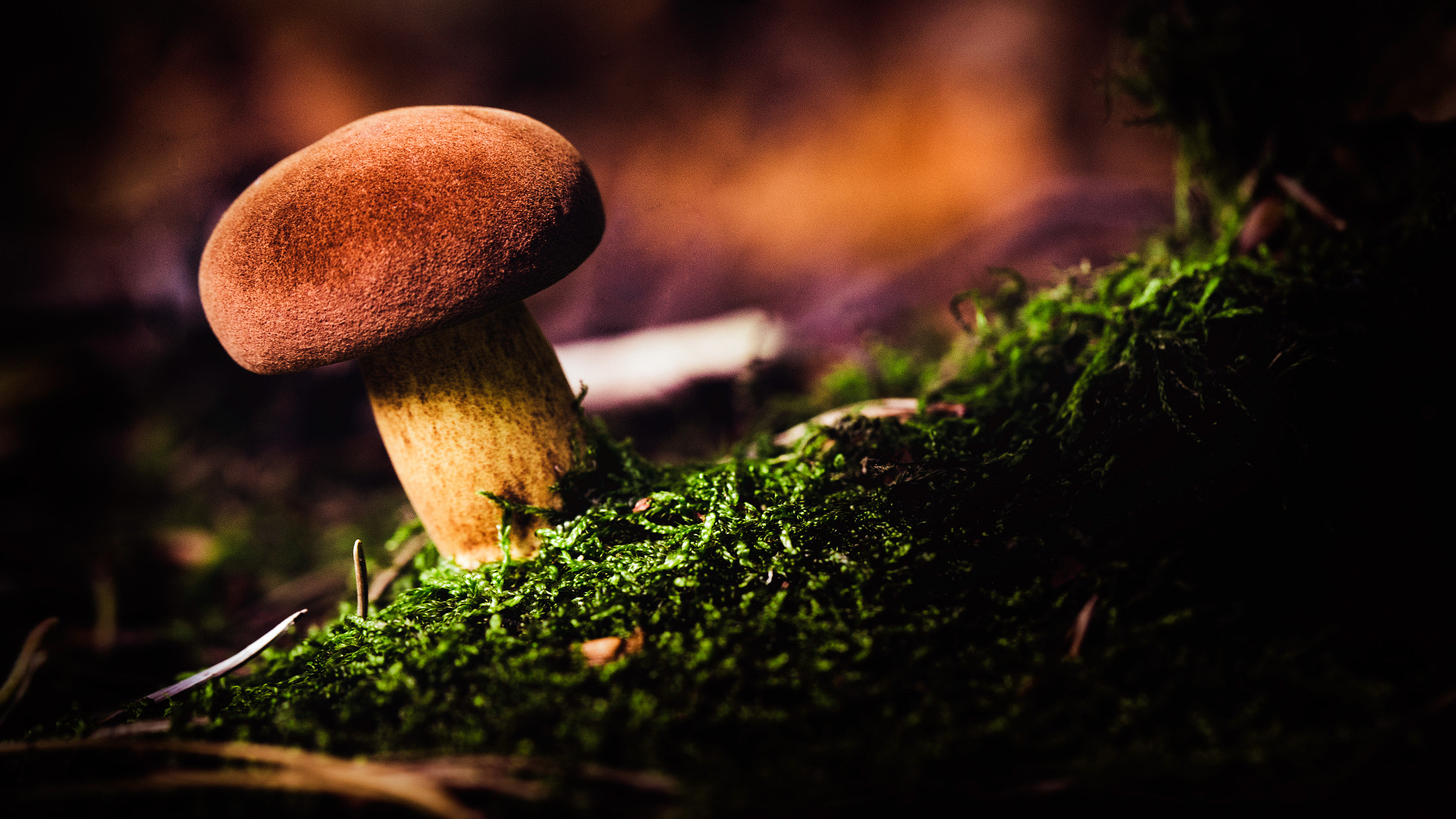 Canon EOS 6D sample photo. * mushroom * photography