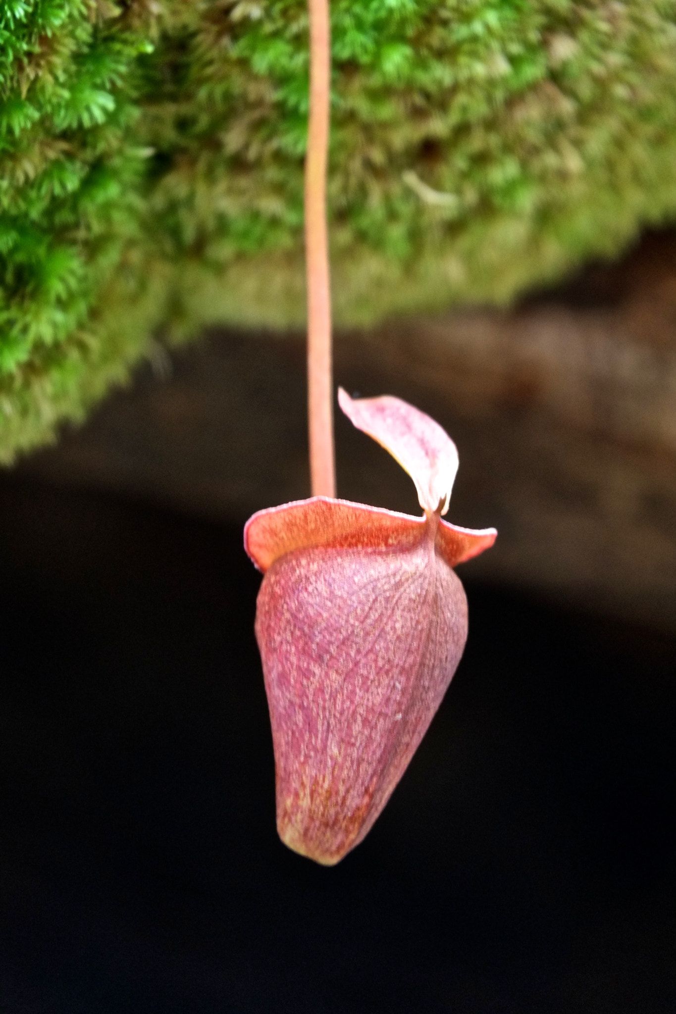 Fujifilm X-E1 + Fujifilm XC 50-230mm F4.5-6.7 OIS sample photo. Pitcher plant - i photography