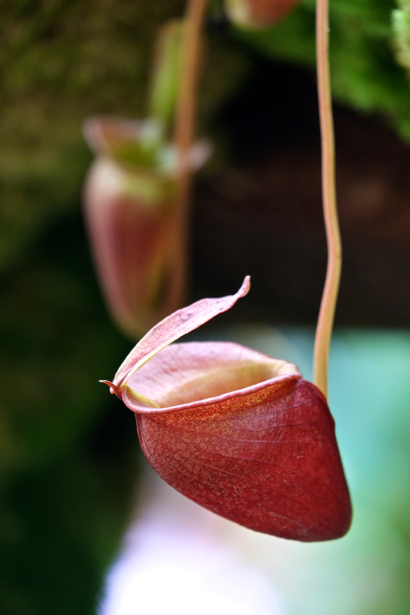 Fujifilm X-E1 + Fujifilm XC 50-230mm F4.5-6.7 OIS sample photo. Pitcher plant - ii photography