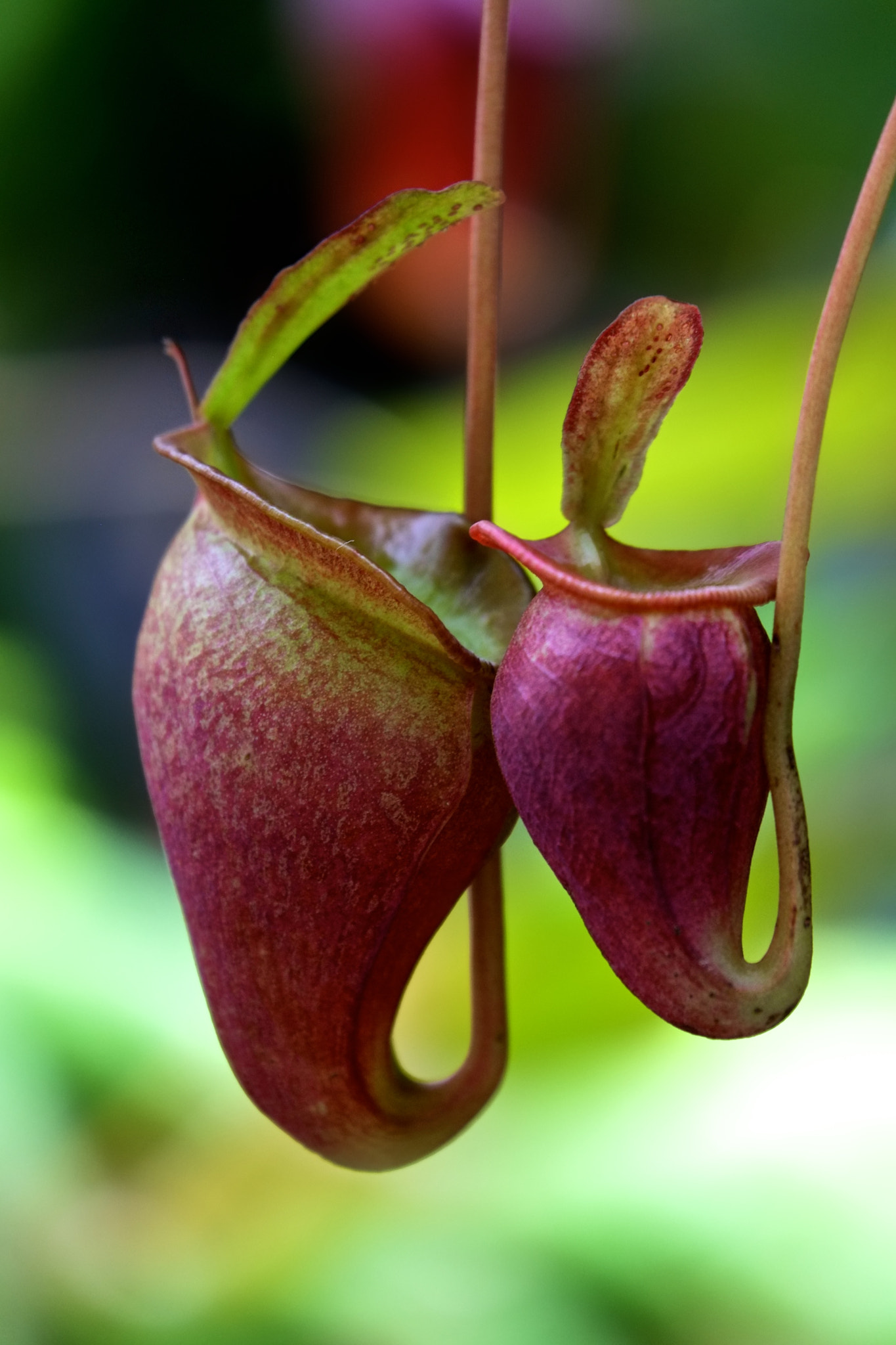 Fujifilm X-E1 + Fujifilm XC 50-230mm F4.5-6.7 OIS sample photo. Pitcher plant - iii photography