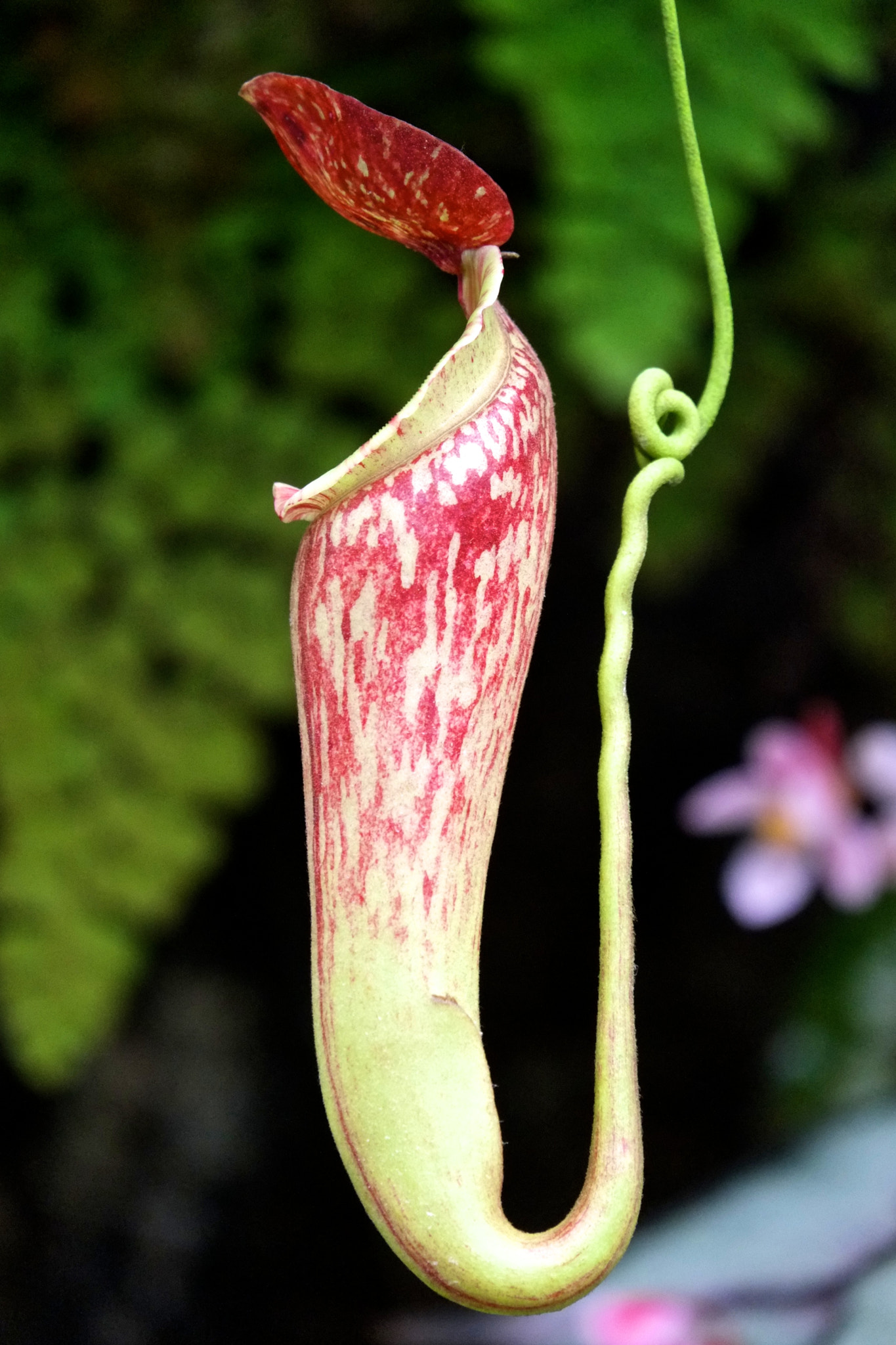 Fujifilm X-E1 sample photo. Pitcher plant - iv photography