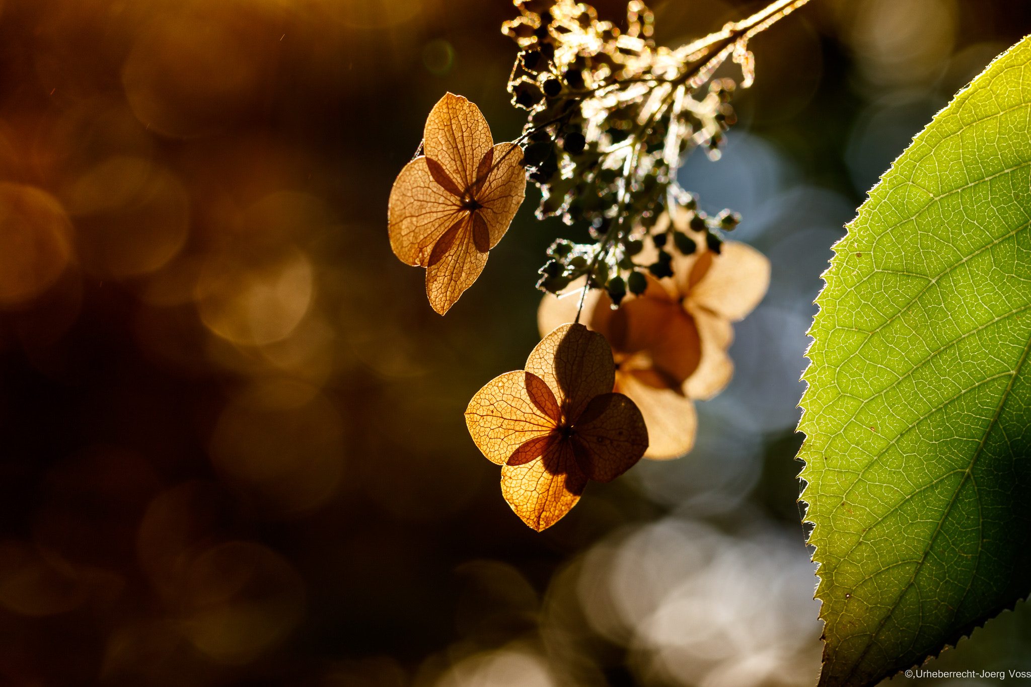 Canon EF 100mm F2.8L Macro IS USM sample photo. Autumn lights 3 photography